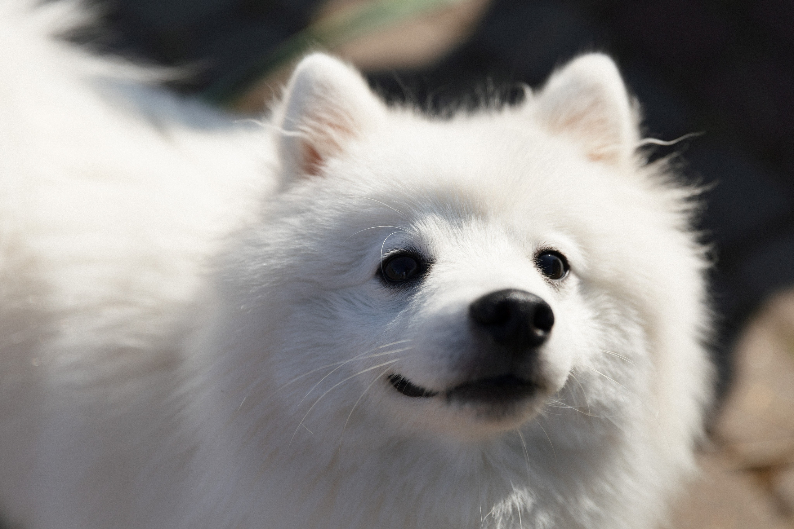 Евгений и Дарья. Свадебный и репортажный фотограф в Санкт-Петербурге Николай Голованов