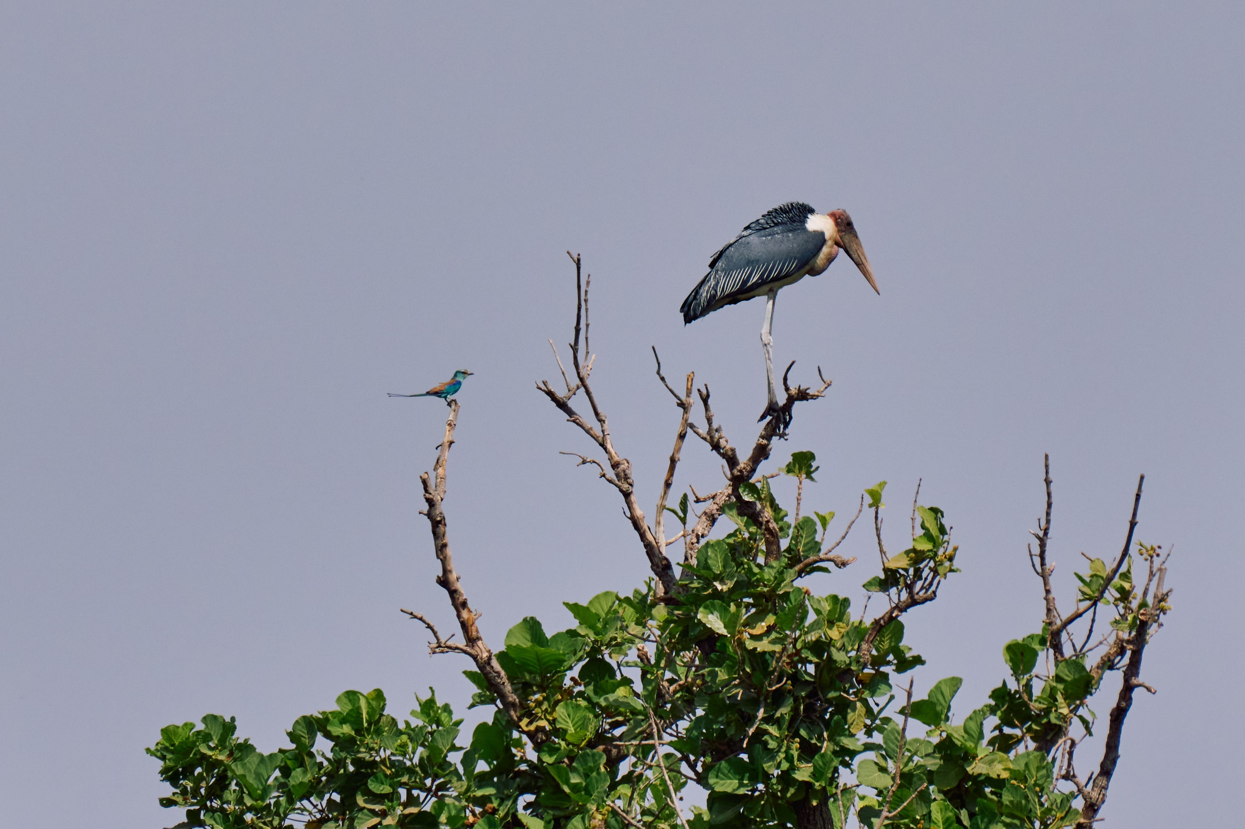 Gambia River. See the moment and catche. commercial and reportage
