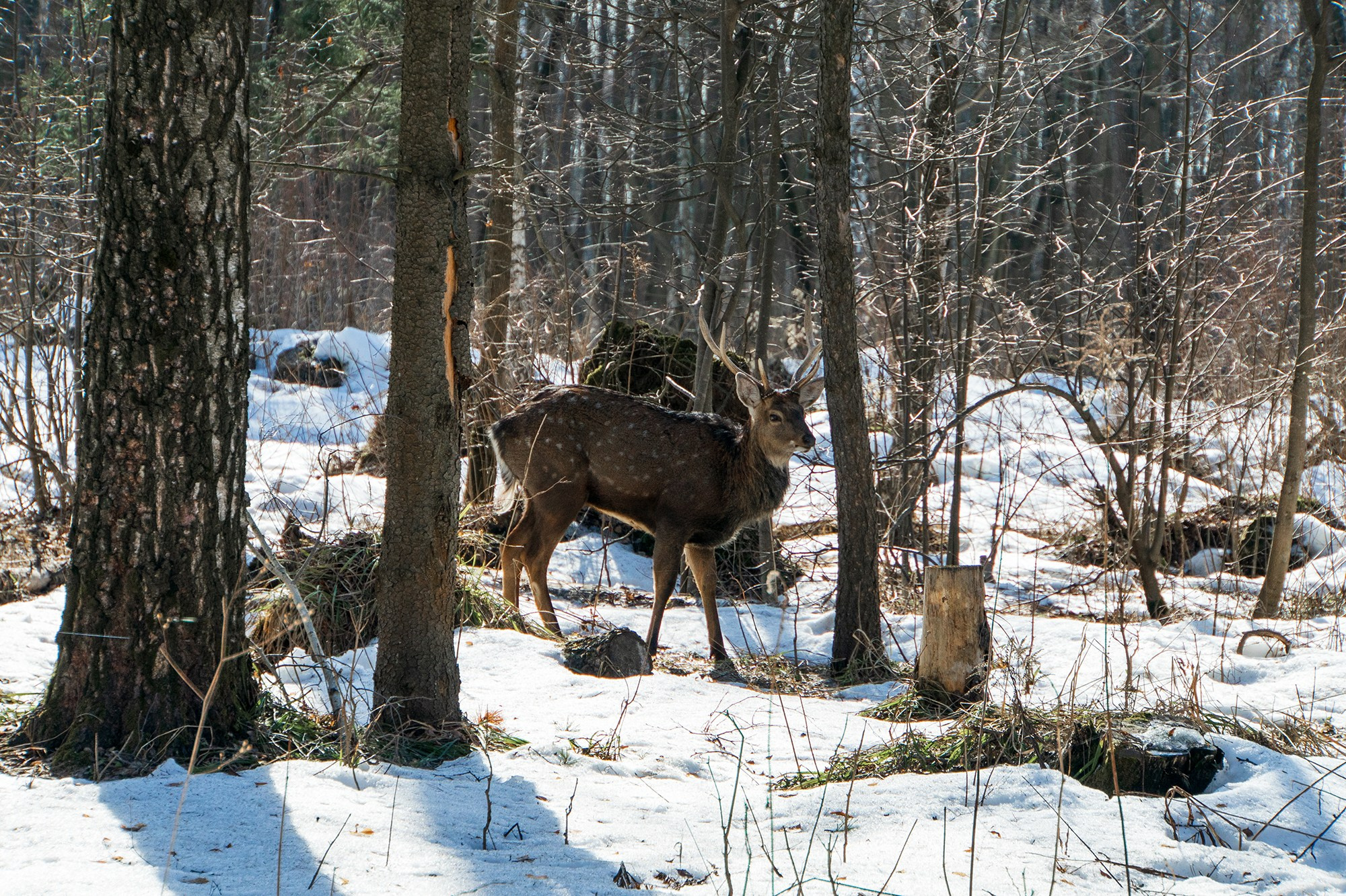 Животные. Ваш личный фотограф Марина Волкова