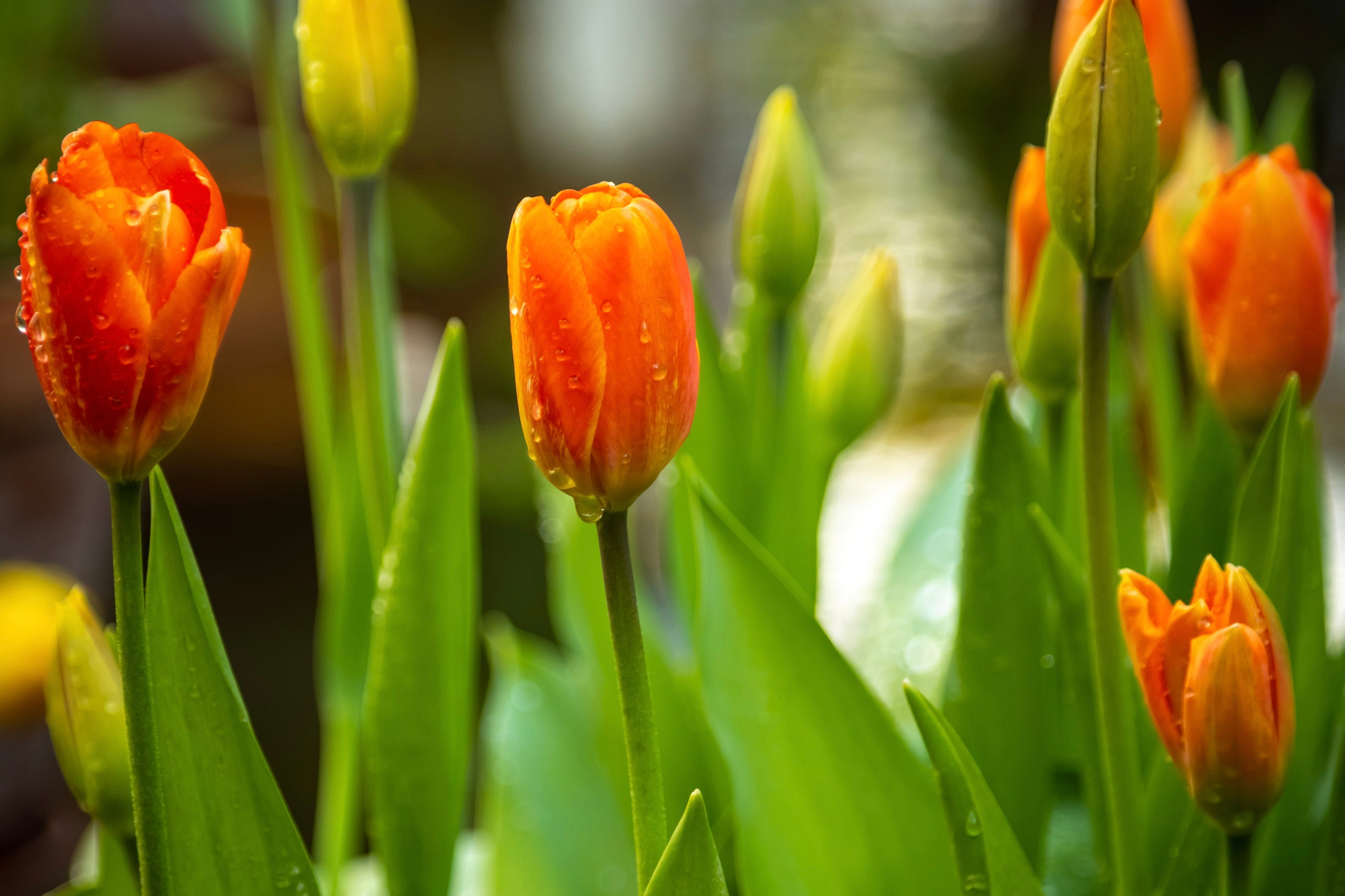 Репетиция весны — март 2024