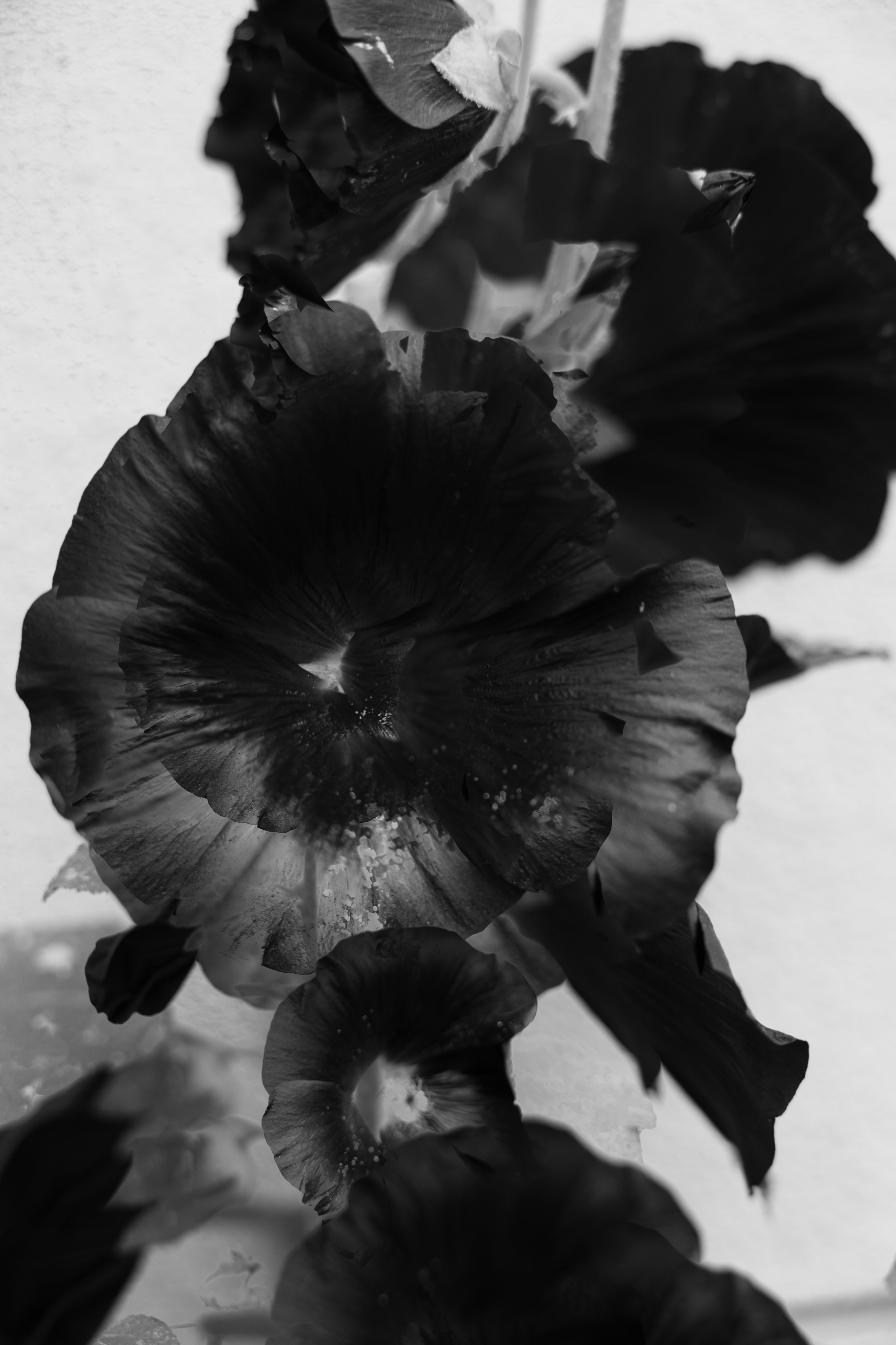 Art prints. Фотограф алина стерхова, алина стерхова фотограф, фотограф москва