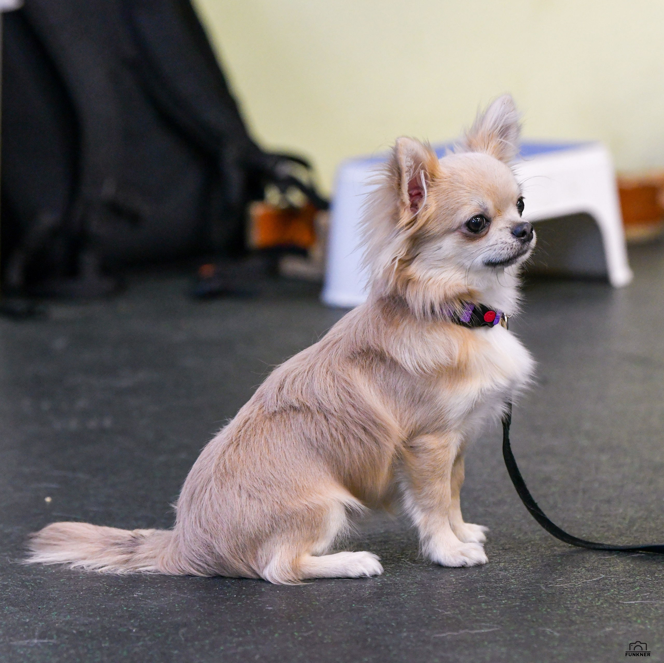 Кинологический клуб «Бодрый хвост». Свой взгляд через объектив