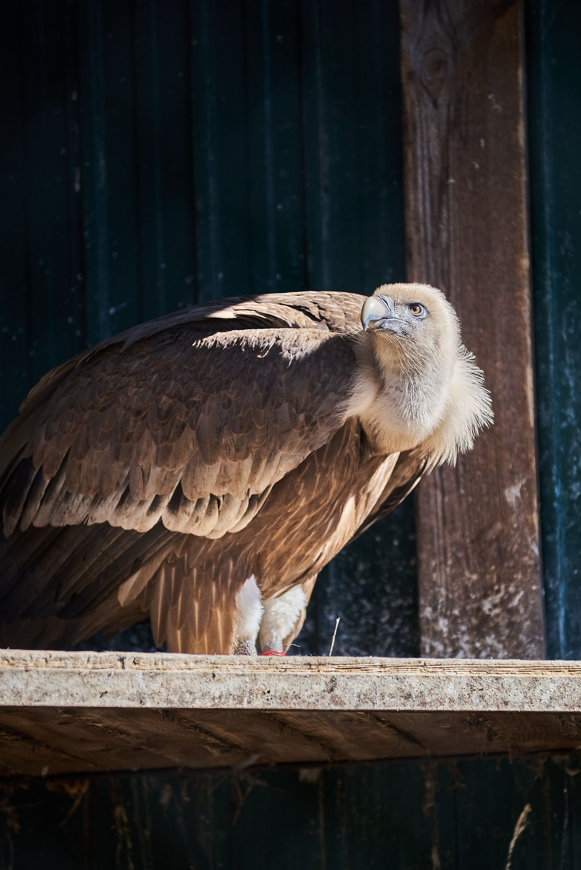 Зоопарк Иваново. Фотограф в Иваново: Каталожная съемка одежды и постельного белья, Wildberries