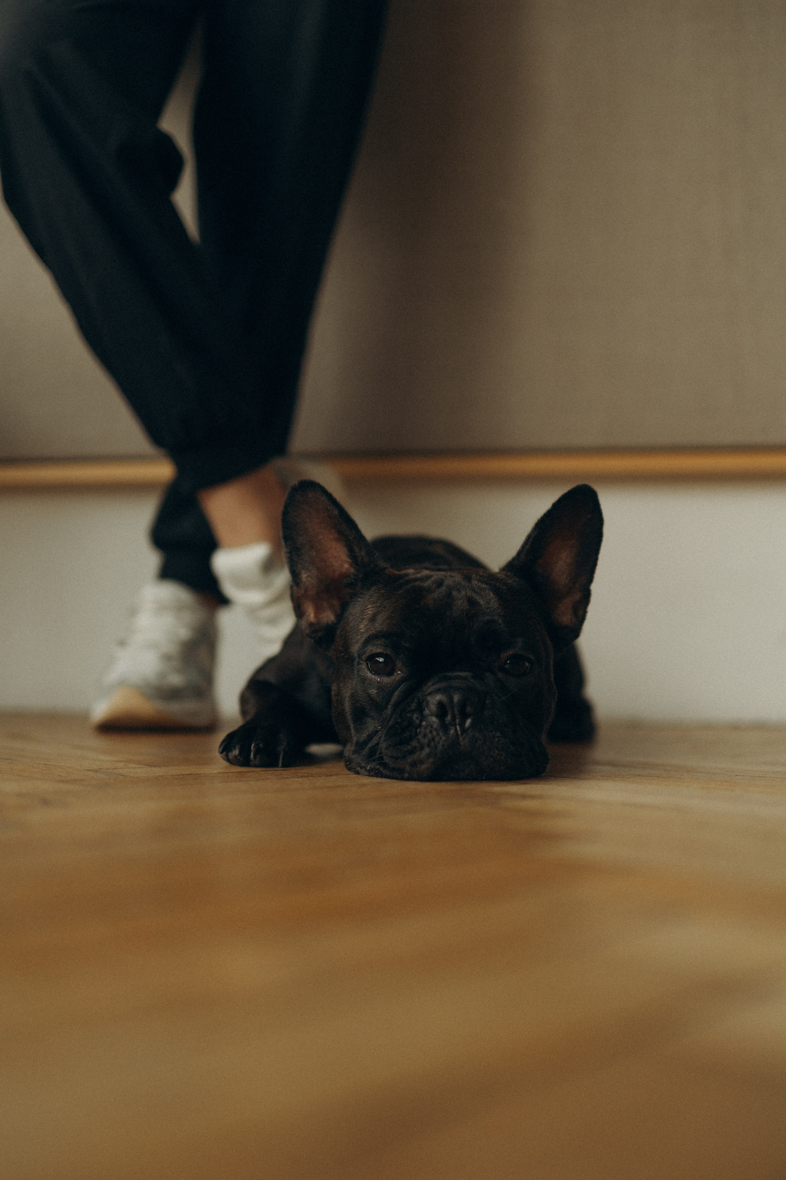 Алина и Луи. Фотораф — анималист Мария Шистка