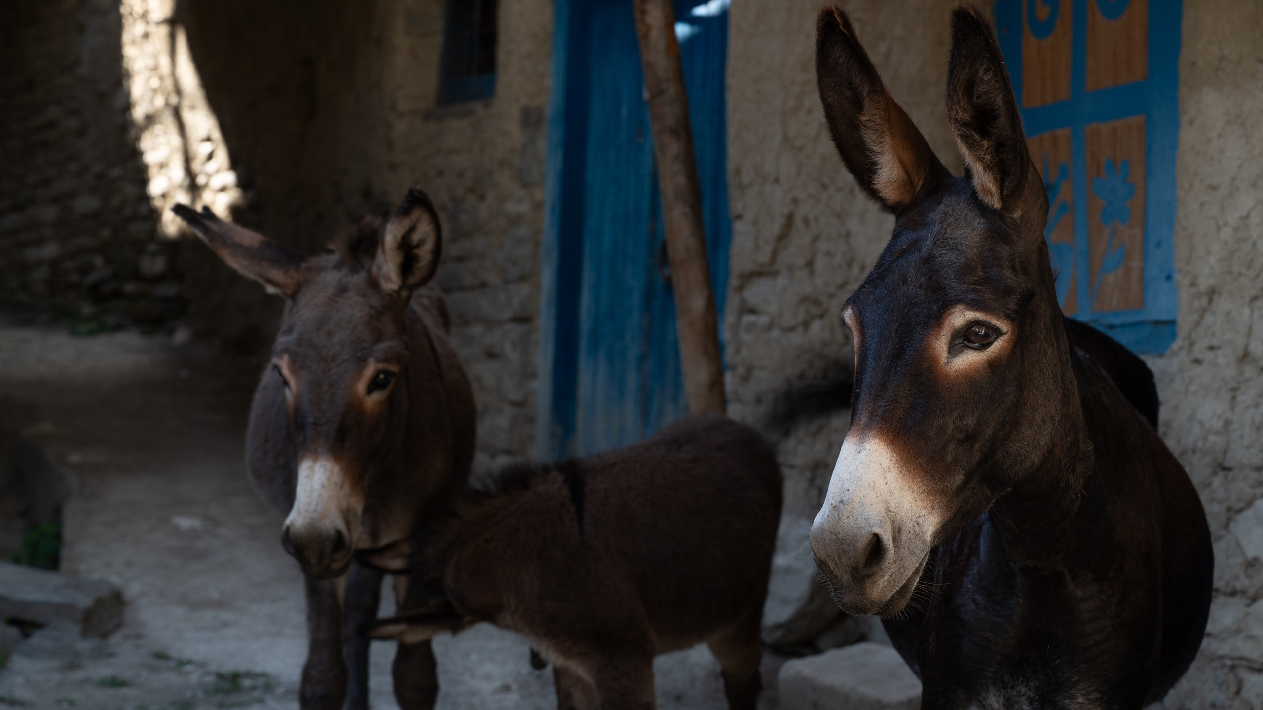Животные. ПОБУДЬ ЗДЕСЬ И ЦЕЛЕЕ БУДЕТ ЭТОТ МИР