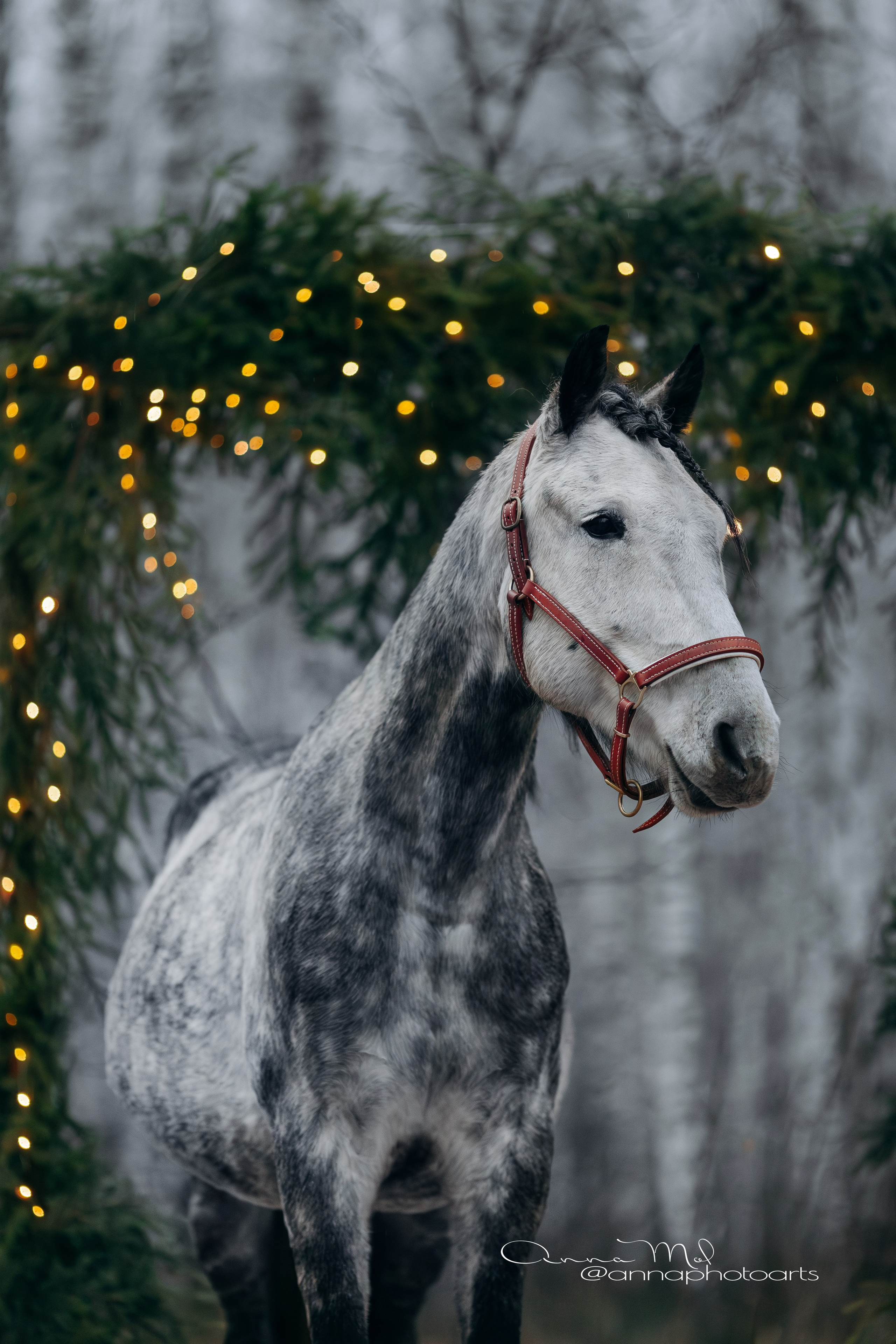 Тариф Новогодний 2025-2026. Анна Молчанова конный фотограф в Тюмени | фотосессии с лошадьми Тюмень