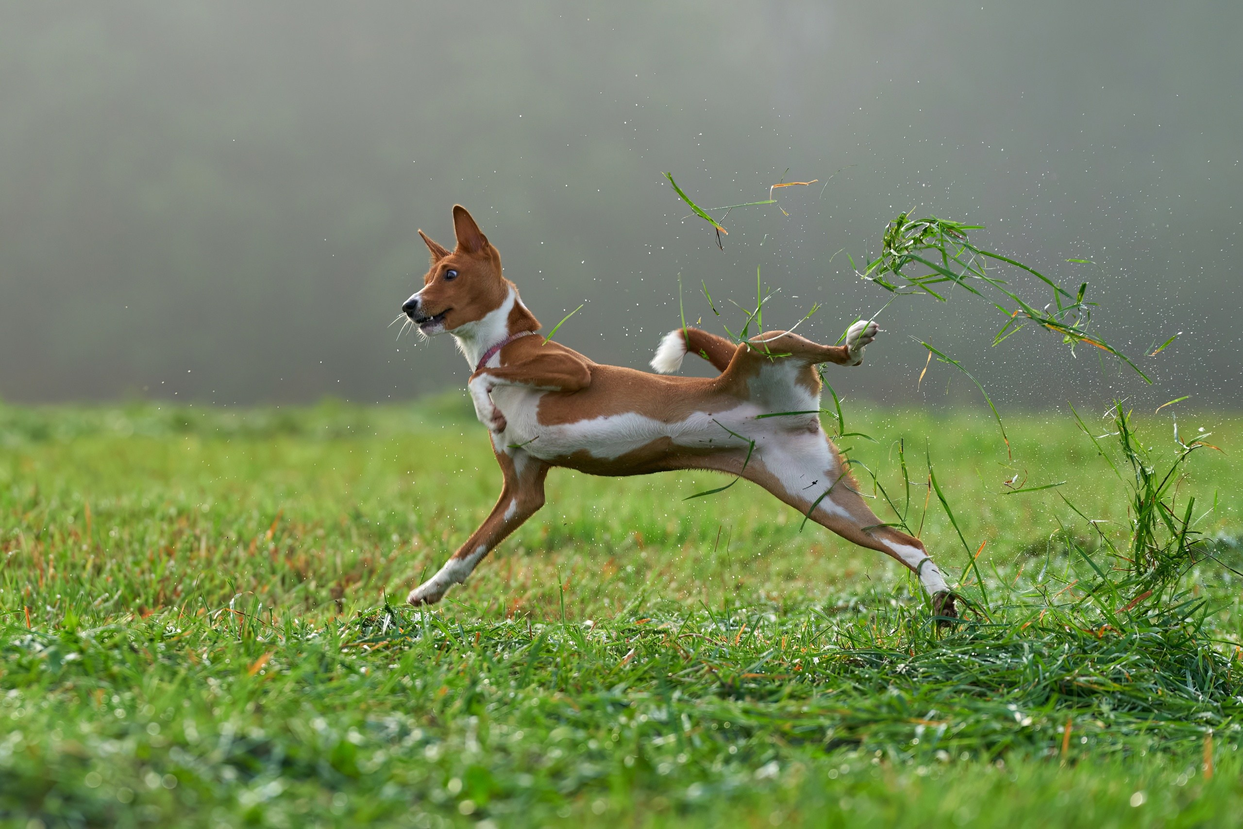 Репортажная съемка. Фотограф-анималист Михаил Манухин