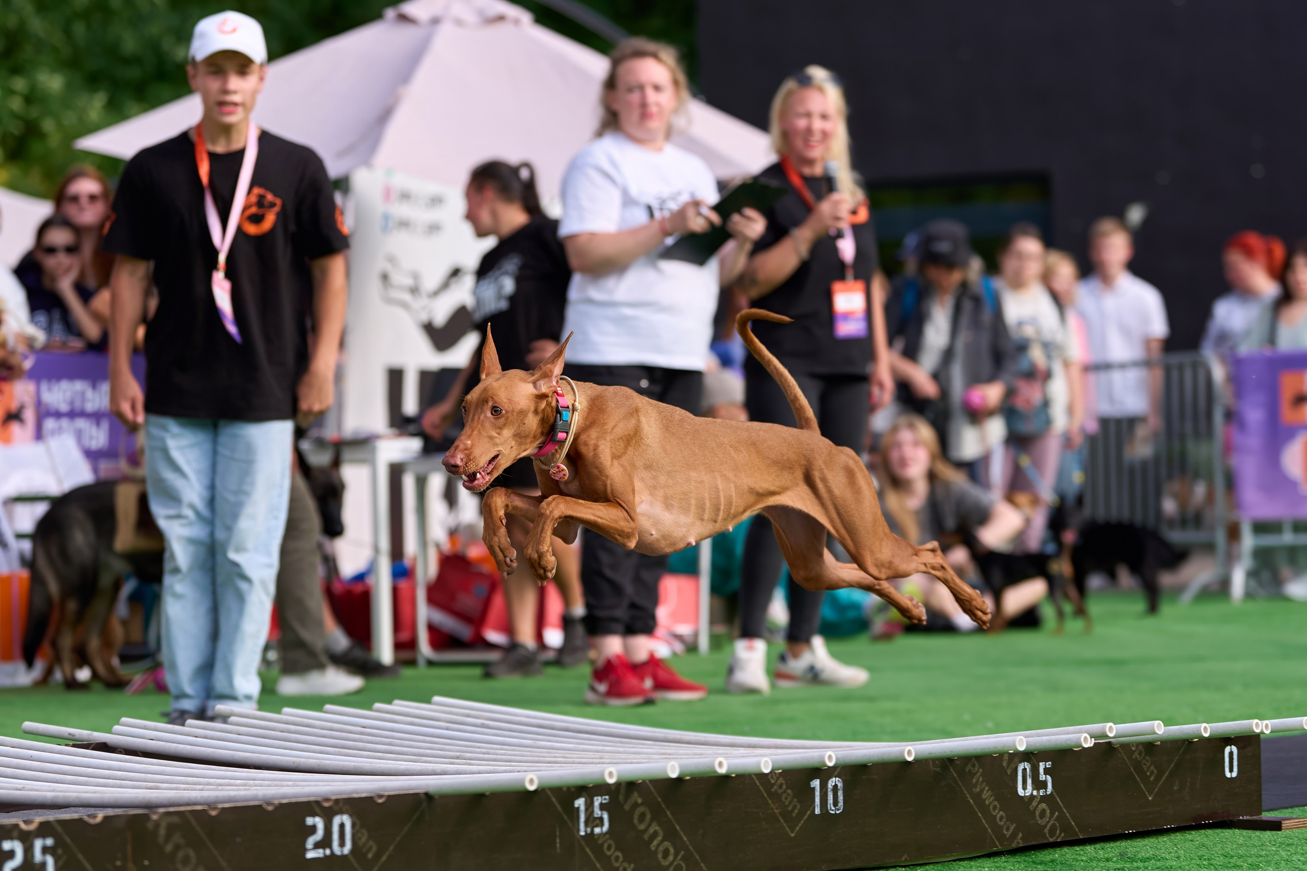 4 лапы Фест. Многоборье. Фотограф-анималист Михаил Манухин