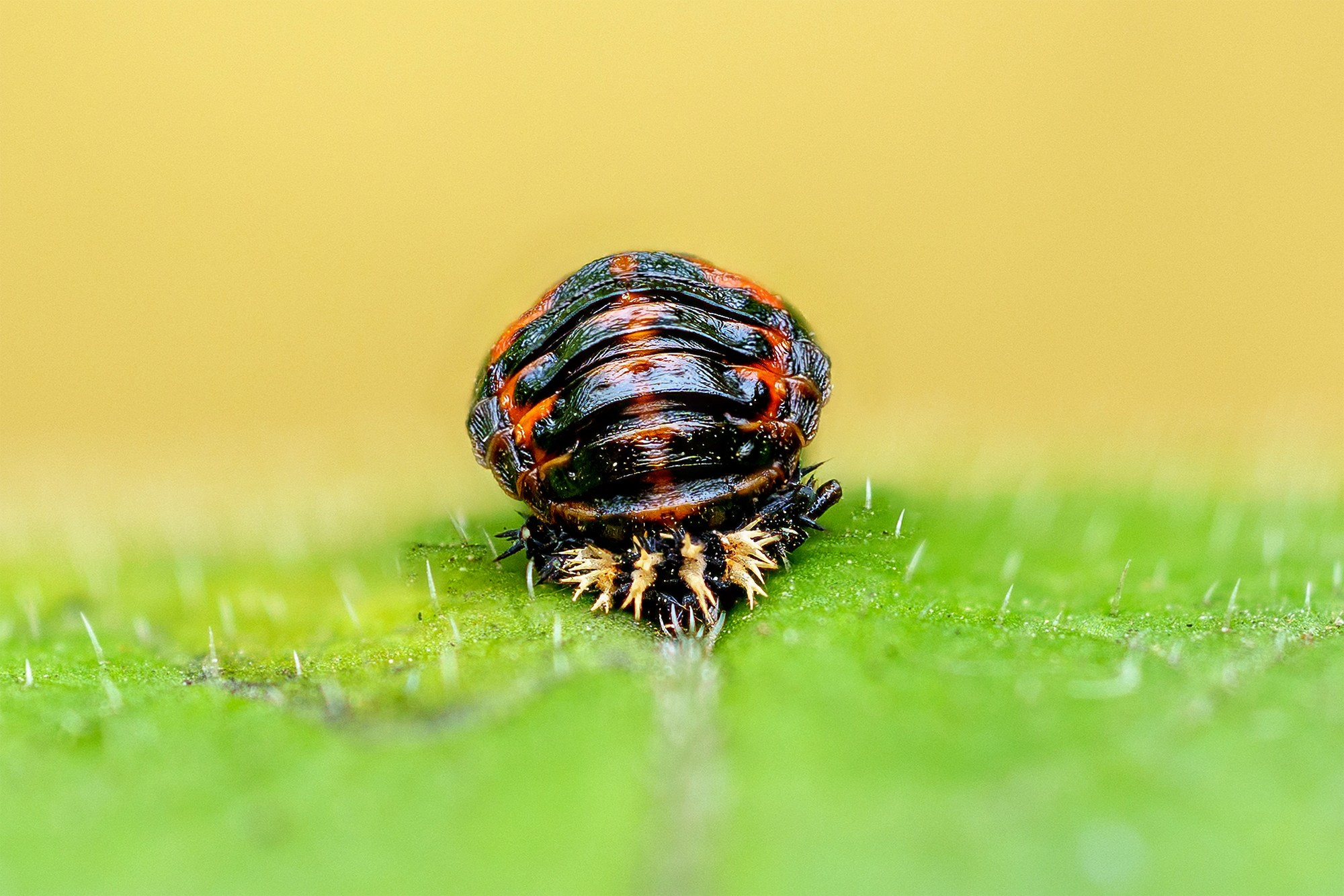 Макросъёмка. Ваш личный фотограф Марина Волкова