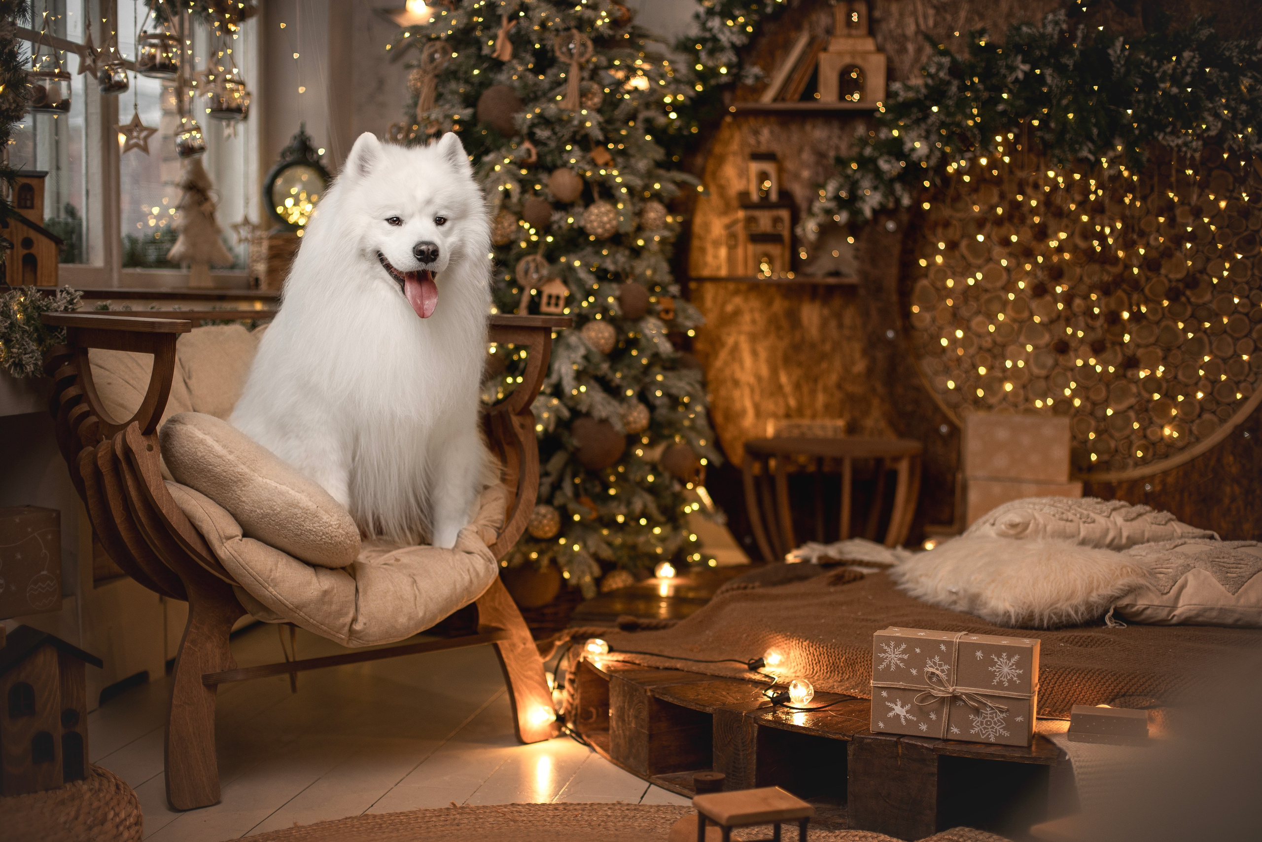 Пушистые самоедские драконы в студии. Фотограф анималист в Москве Майорова Евгения