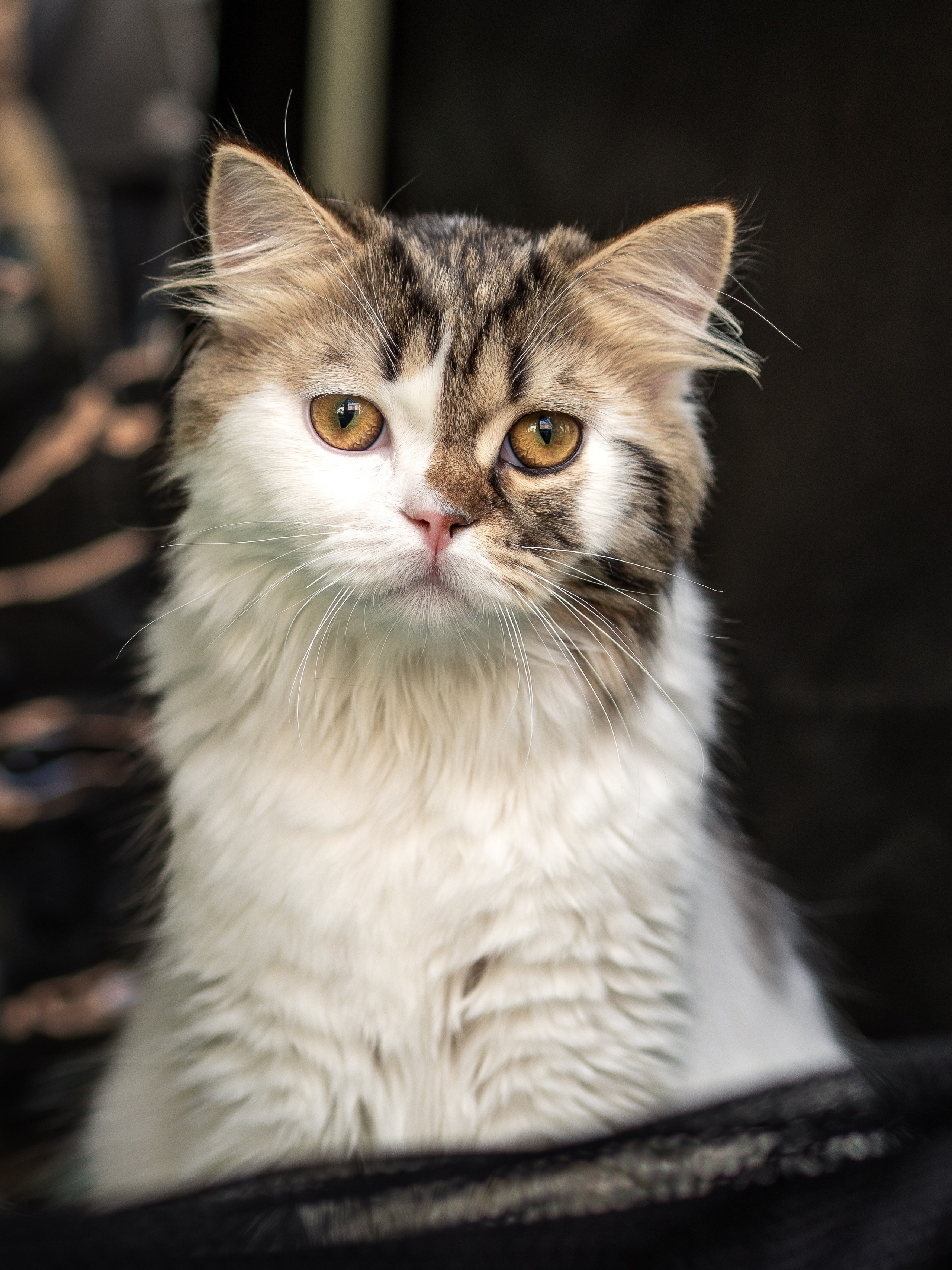 Анималистика. Сайт портфолио двух профессиональных фотографов