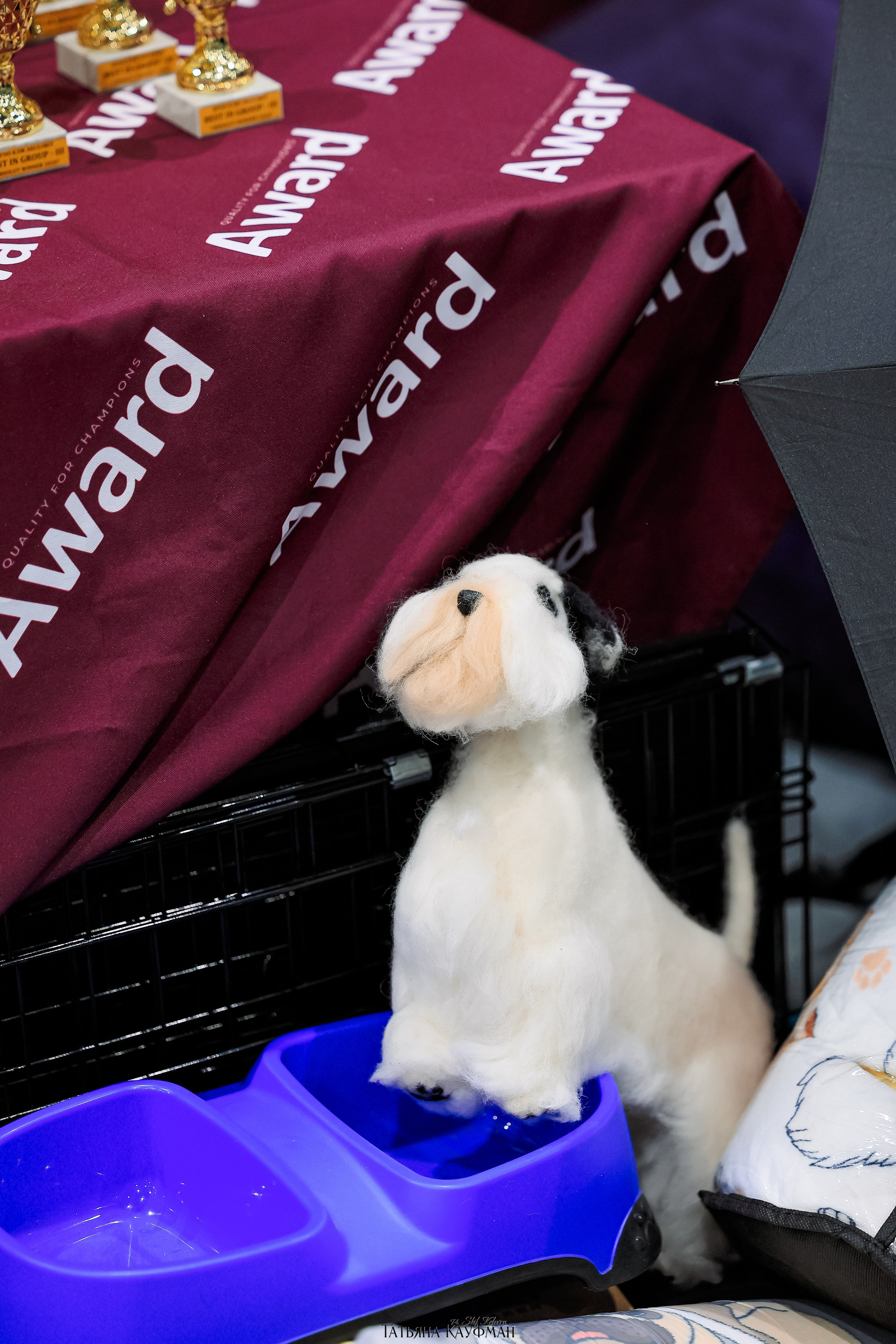 выставка собак в Новосибирске ABSOLUT WINNER-2026, Рейтинговая выставка собак