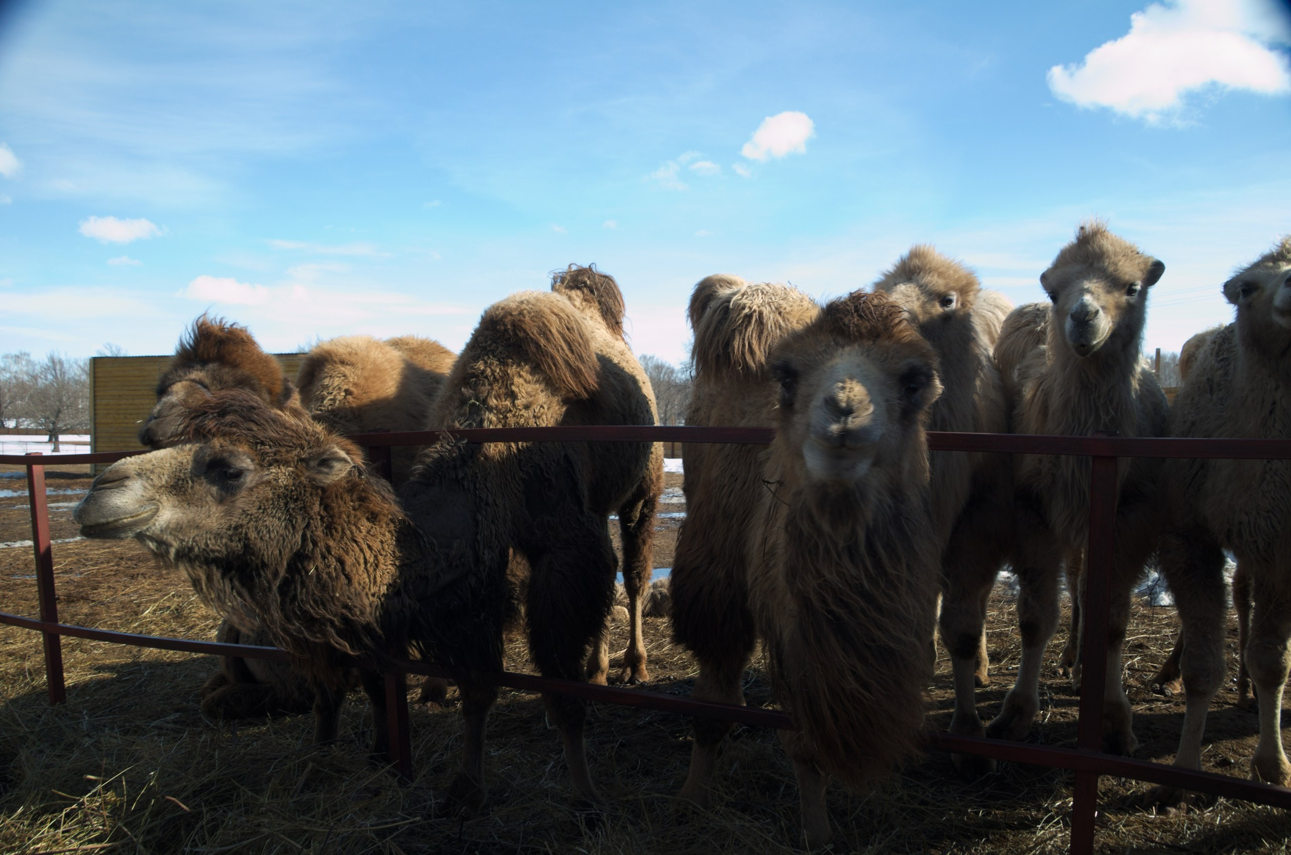 Казань | 24-26.03.2017. Галерея Фантим