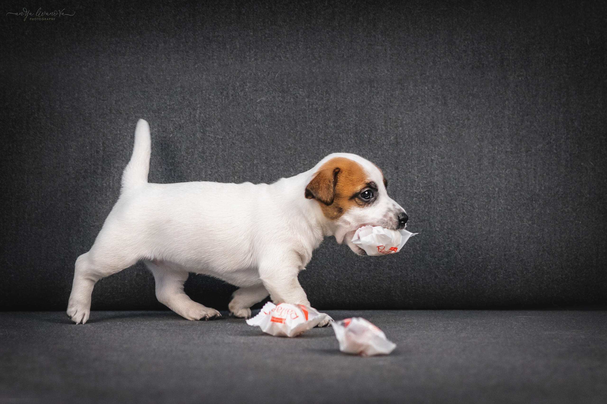 Джеки. Фотограф анималист Аня Ливанова | Рыбинск
