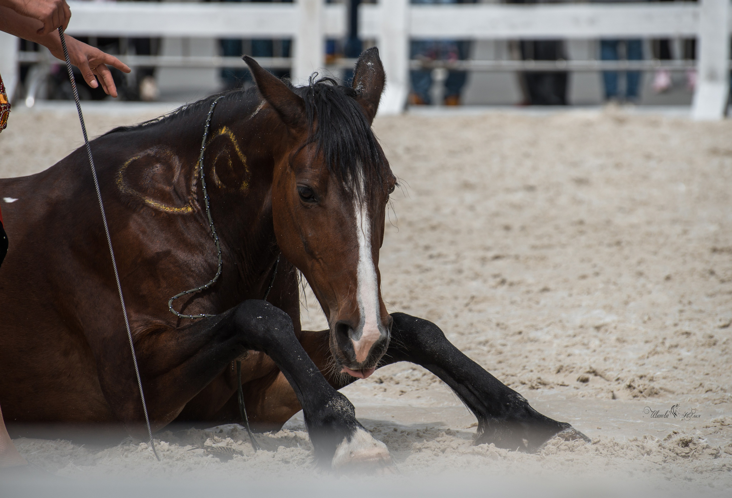 Эквирос, Москва. Конный фотограф в Саратове Юлия Иванова