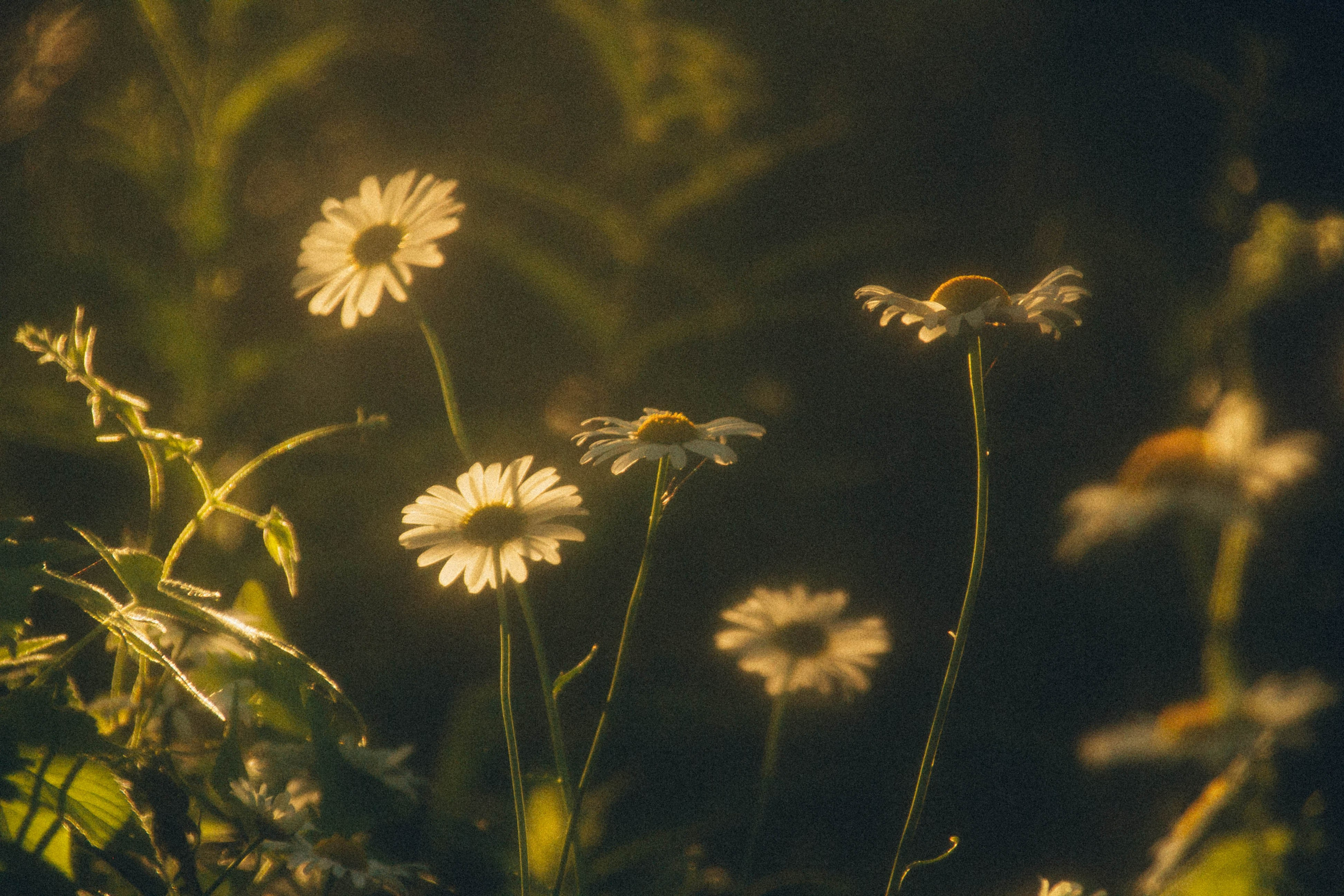 Природа. Darinishna Фэнтези-фотограф Хабаровск