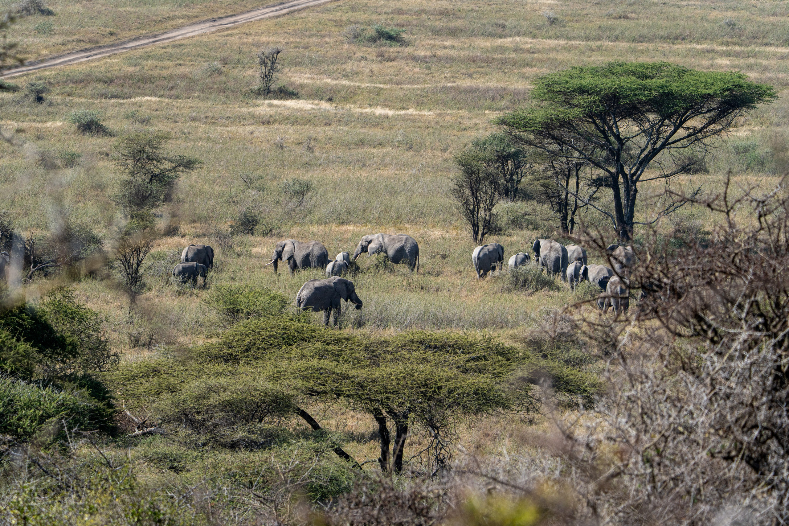 Танзания, сафари, 2025. Творческие сьемки