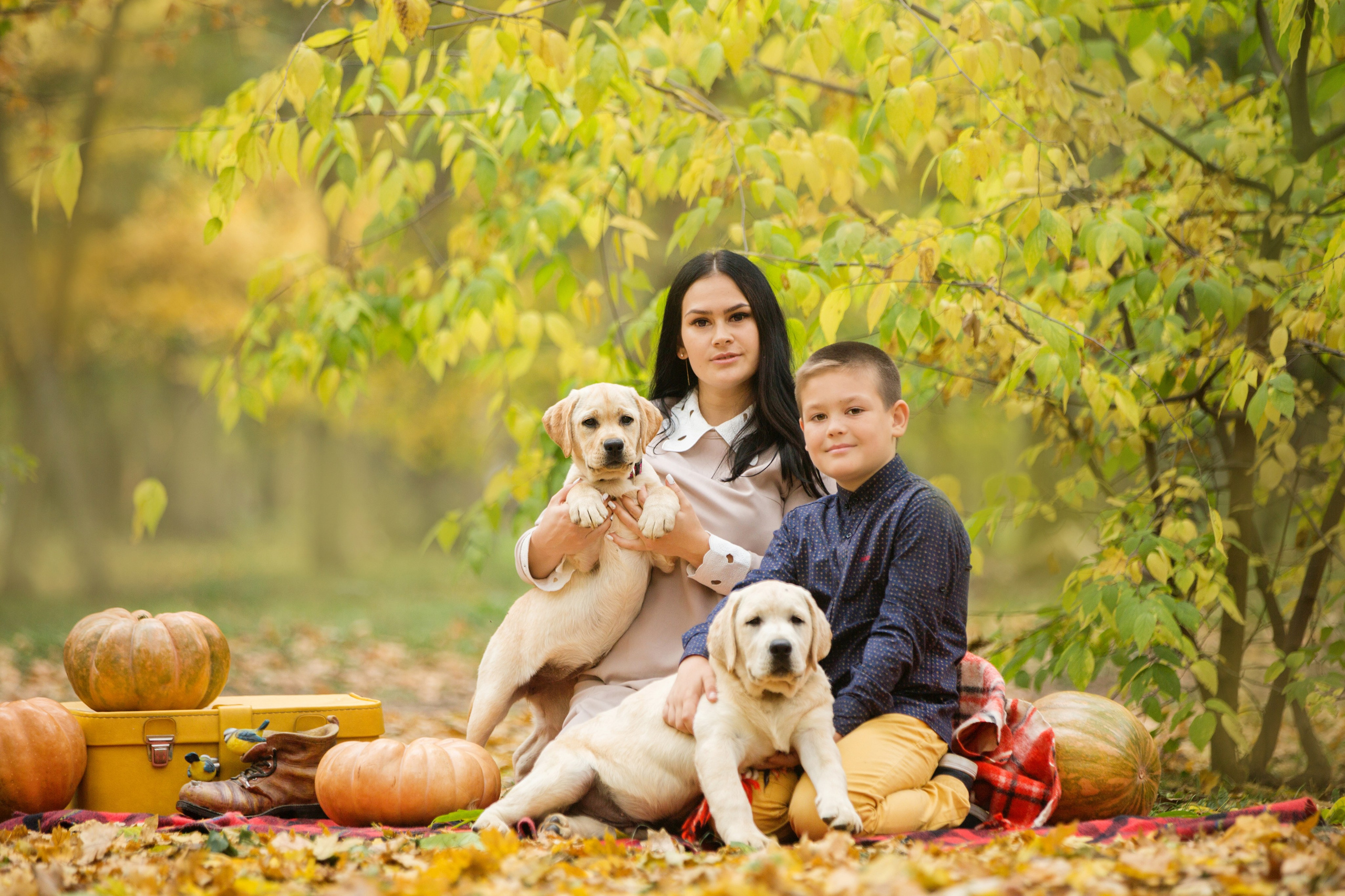 Щенки лабрадоры. Осень. Свадебный семейный и детский фотограф в Краснодаре Карина Федоровская
