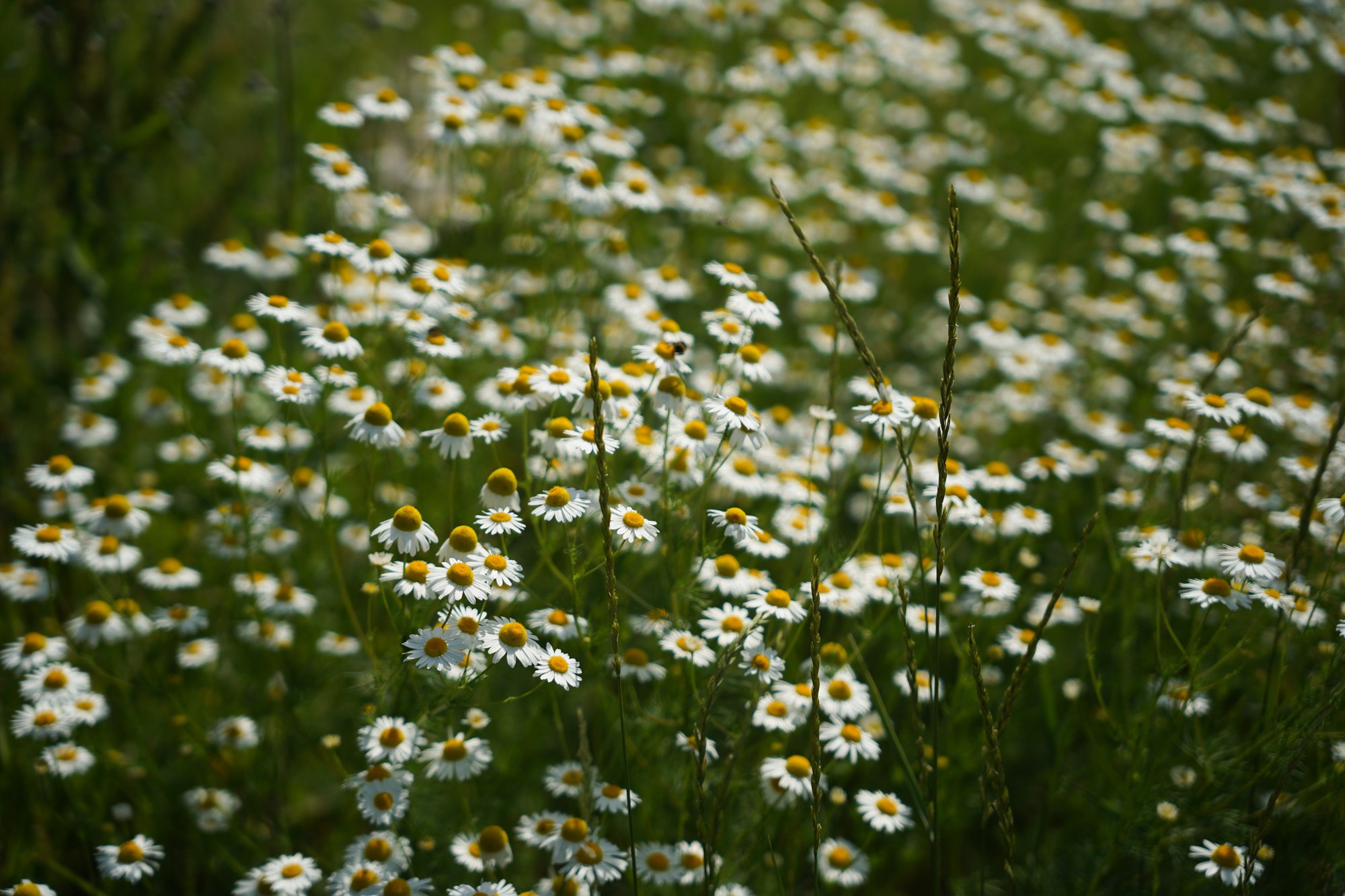 Бирюса 2025. Детали. Фотограф Кощеева Дарья