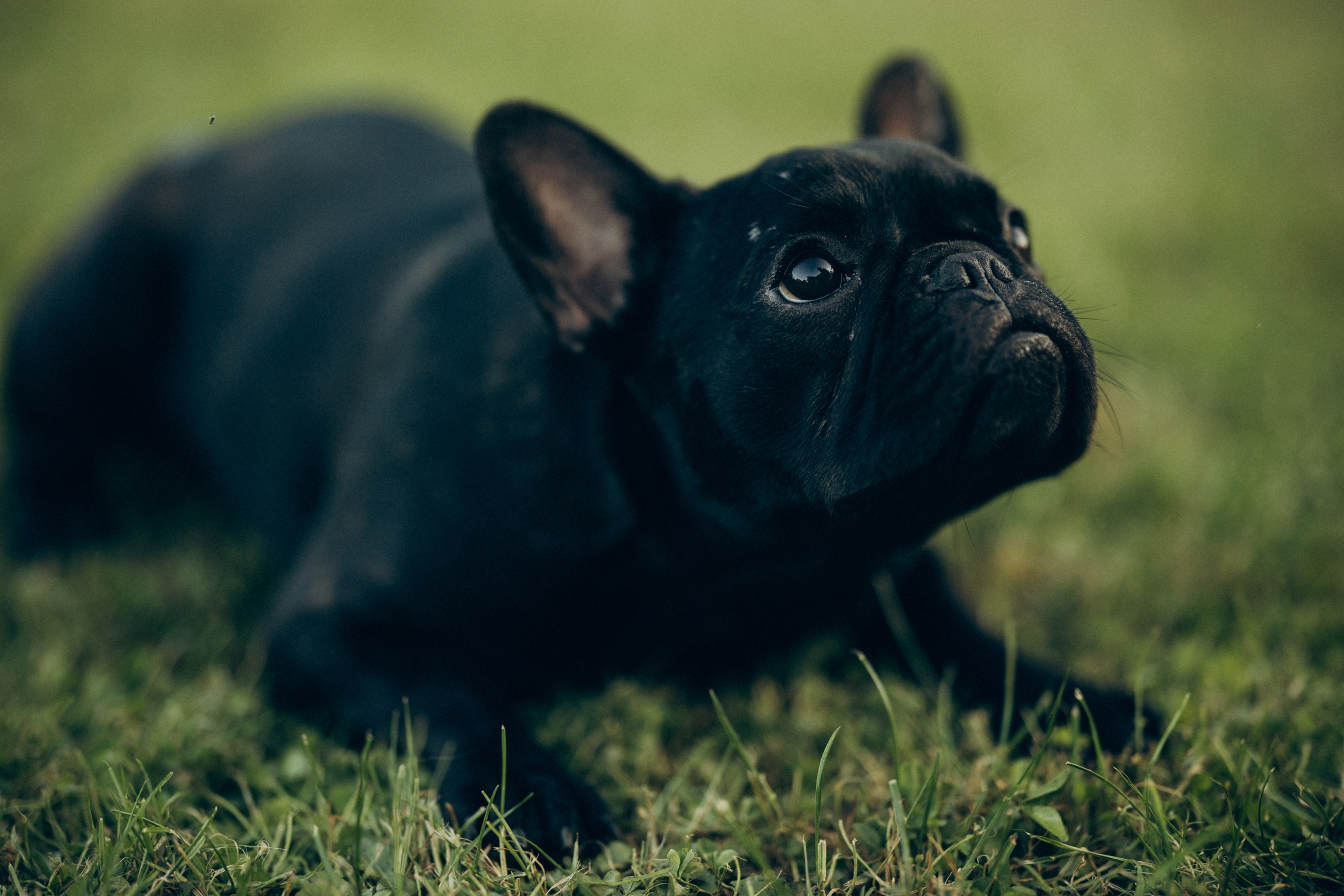 Катя и ее стая. Татьяна Афонина | Фотограф