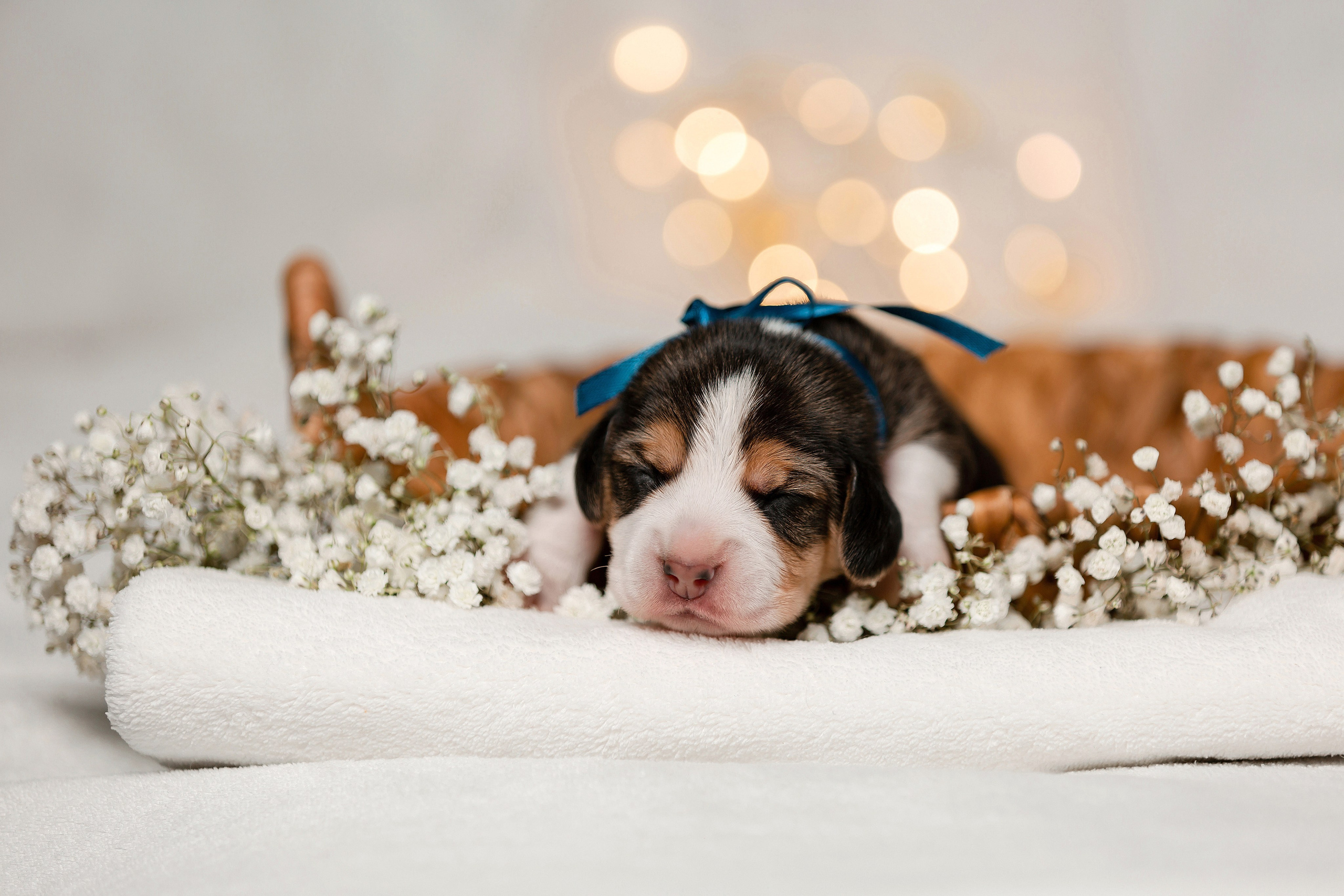 Фотосъёмка щенков. Фотограф-анималист в Краснодаре Маша Мельникова