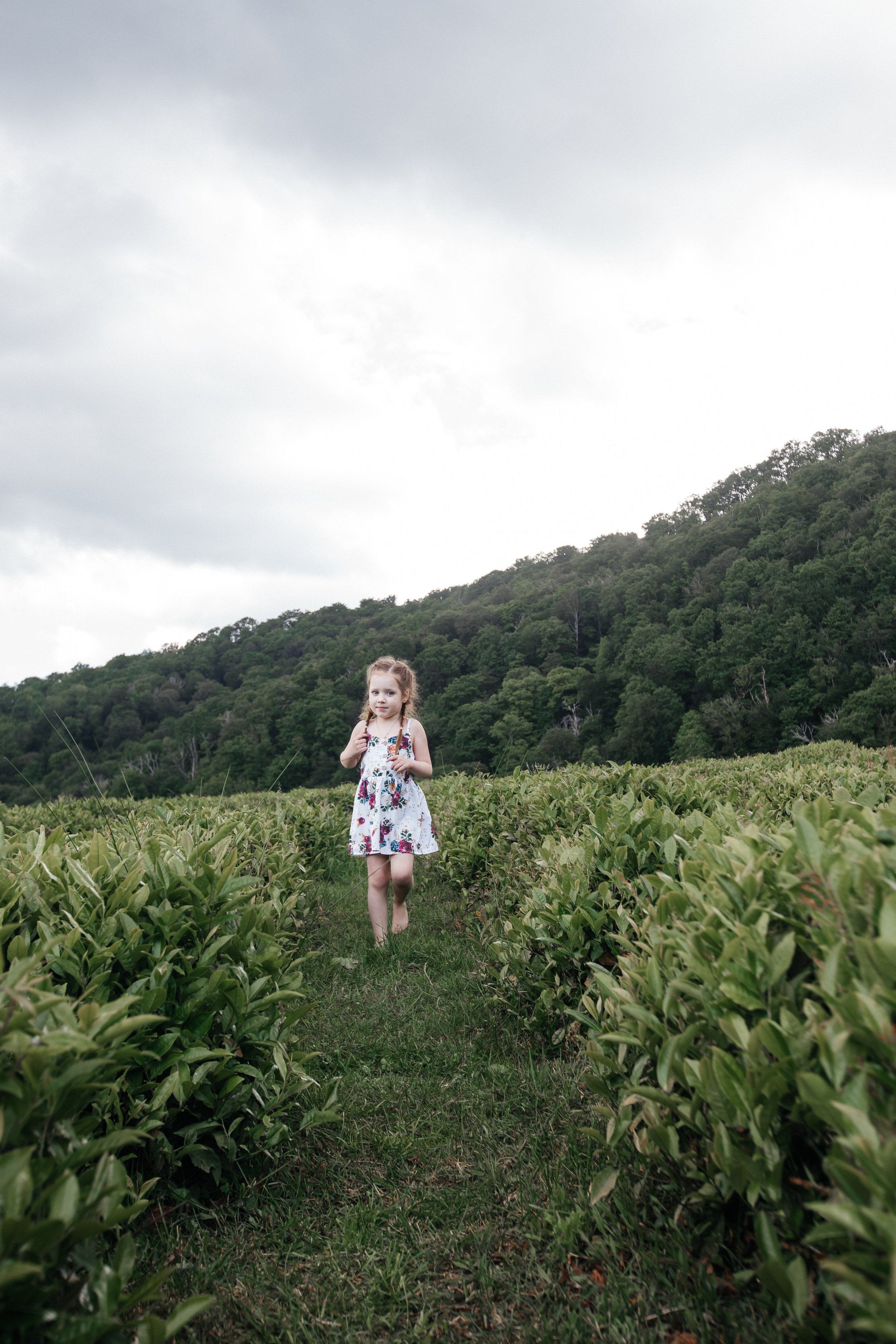 Tea plantation. Efimova Model Agency