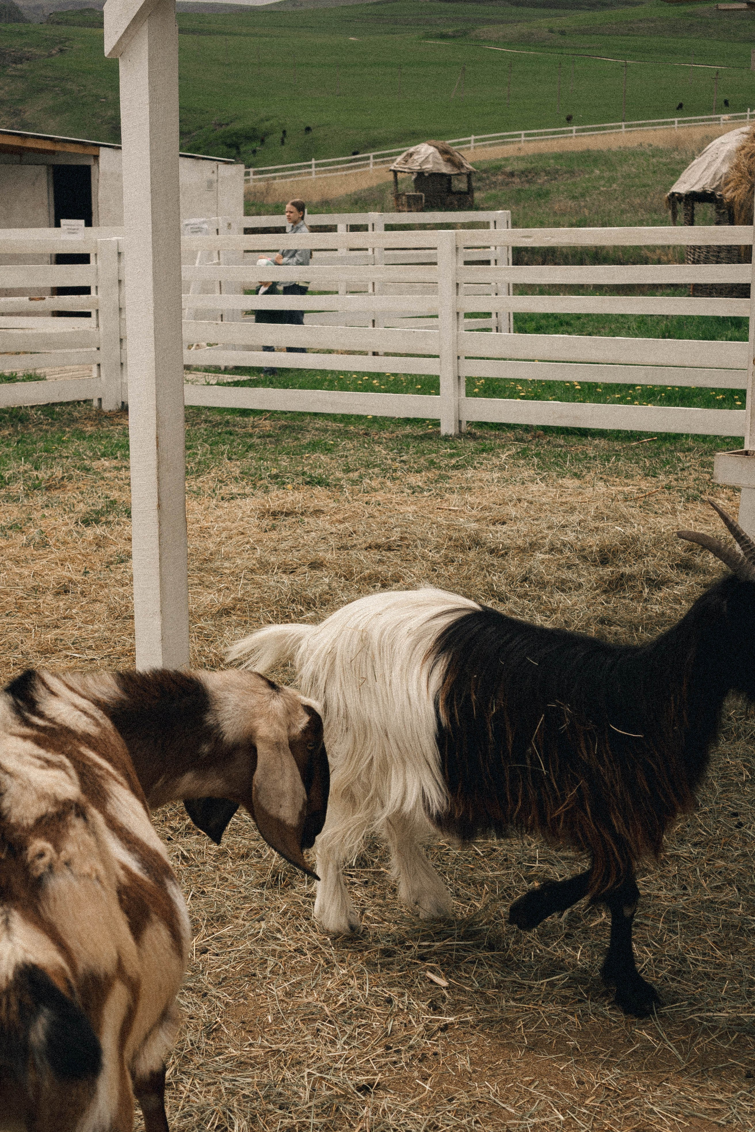 Ферма Альпак. Профессиональный фотограф, Санкт-Петербург — Виктория Богомолова