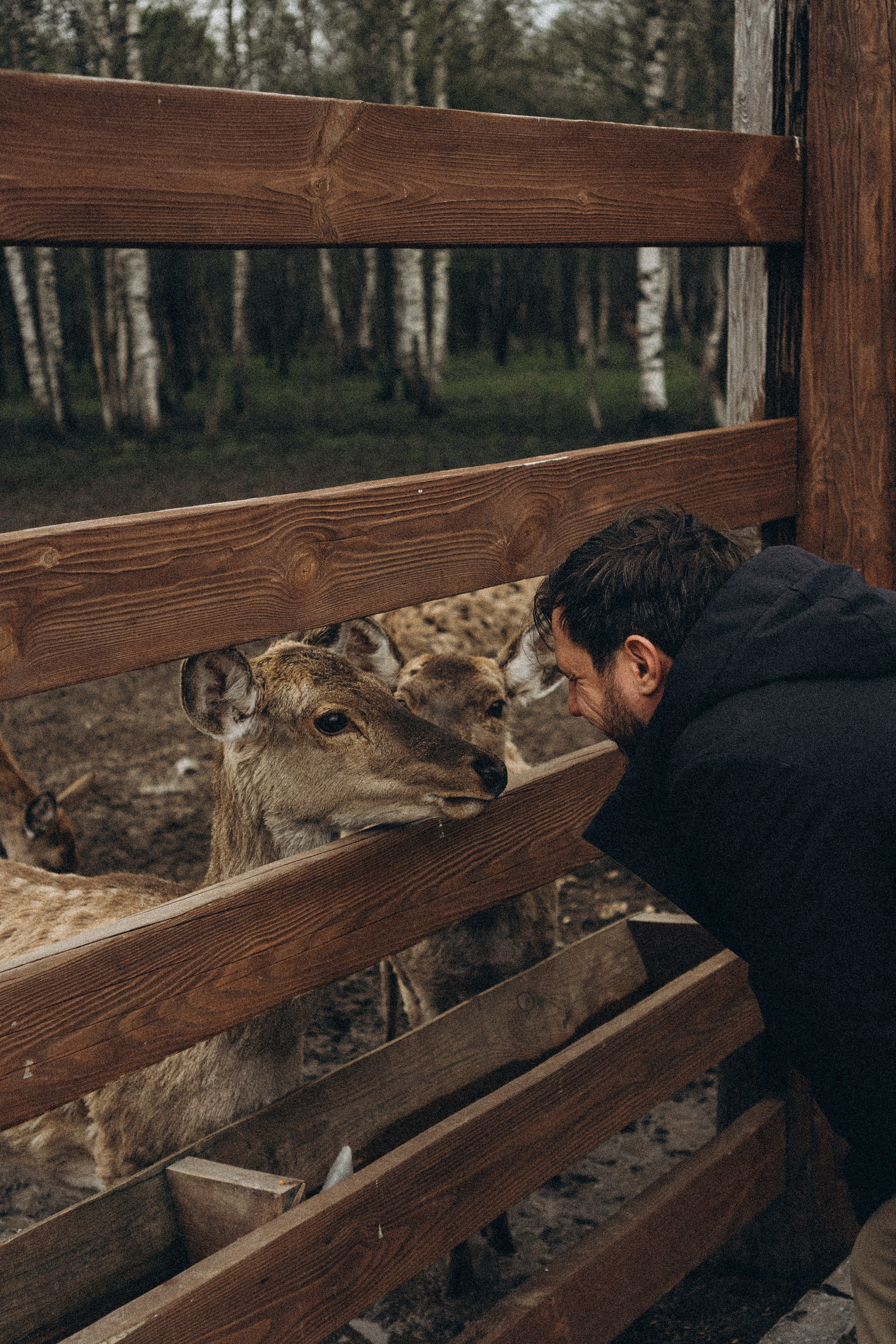 ОЛЕНЬЯ ФЕРМА В ТВЕРИ. Профессиональный фотограф, Санкт-Петербург — Виктория Богомолова