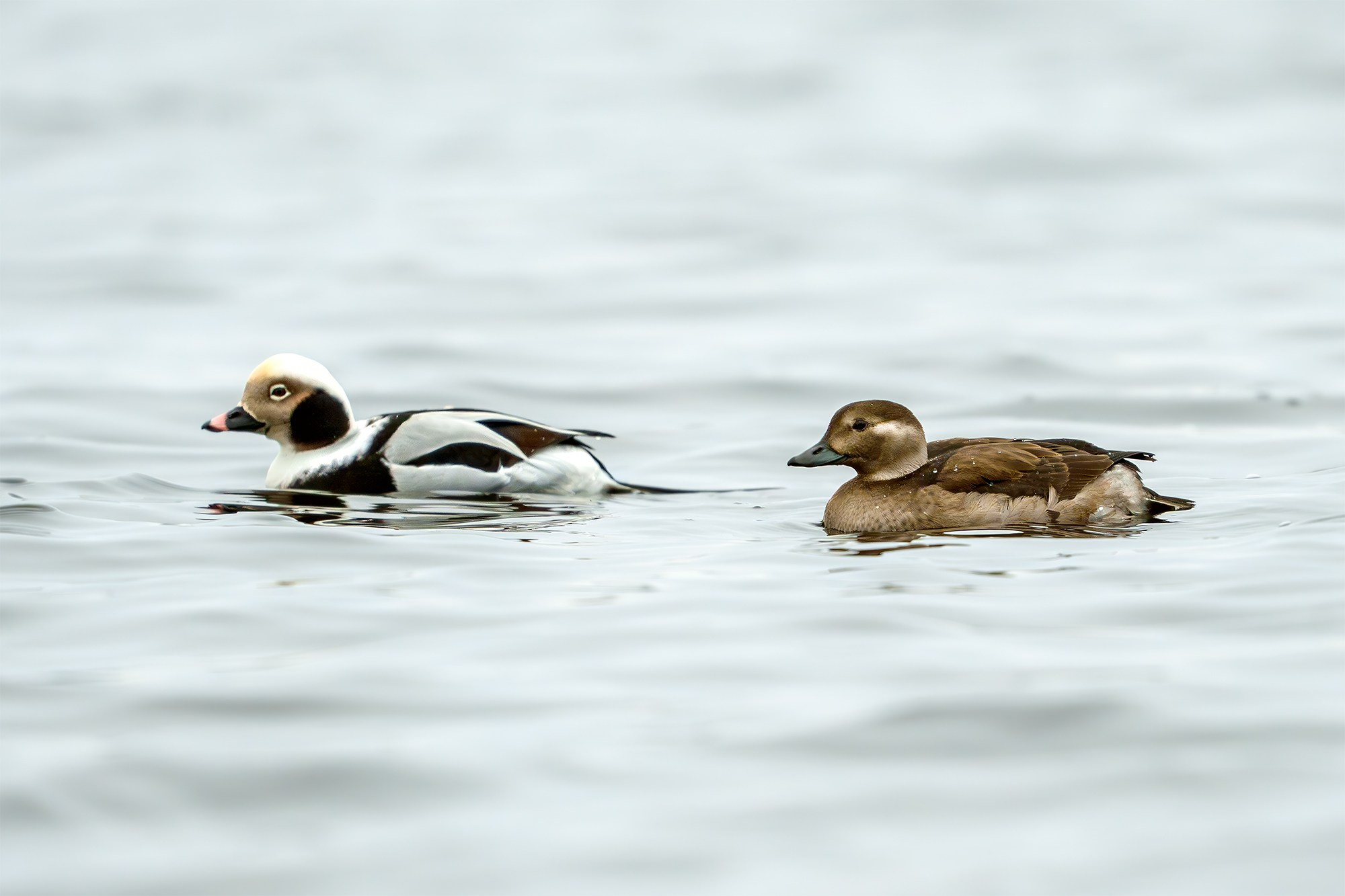 Удивительные мир птиц. Вокруг нас столько прекрасного — присмотритесь!. Ваш личный фотограф Марина Волкова