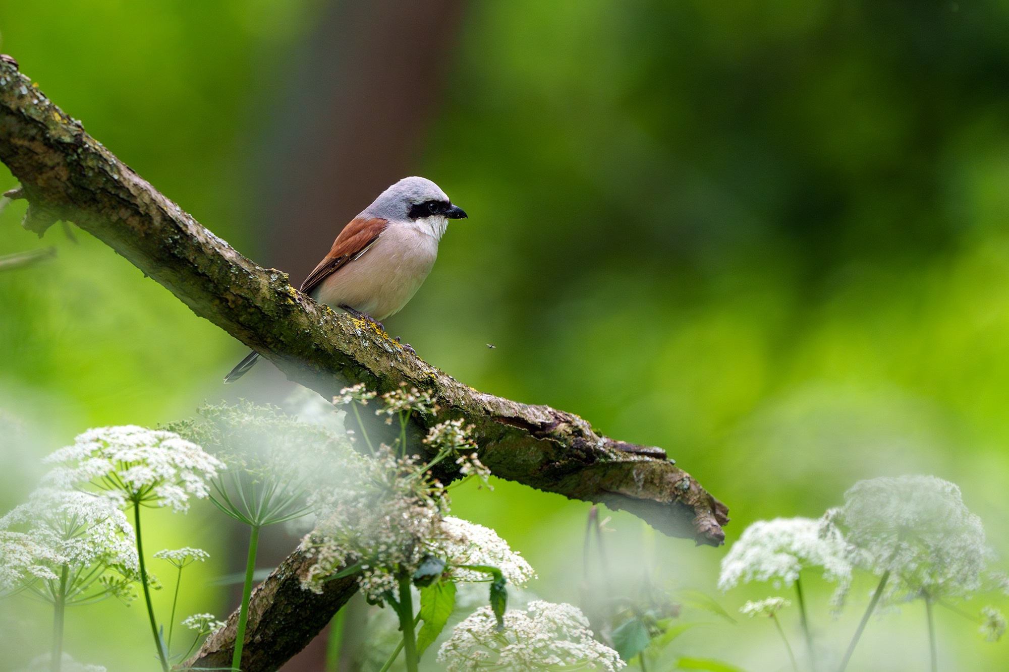Удивительные мир птиц. Вокруг нас столько прекрасного — присмотритесь!. Ваш личный фотограф Марина Волкова