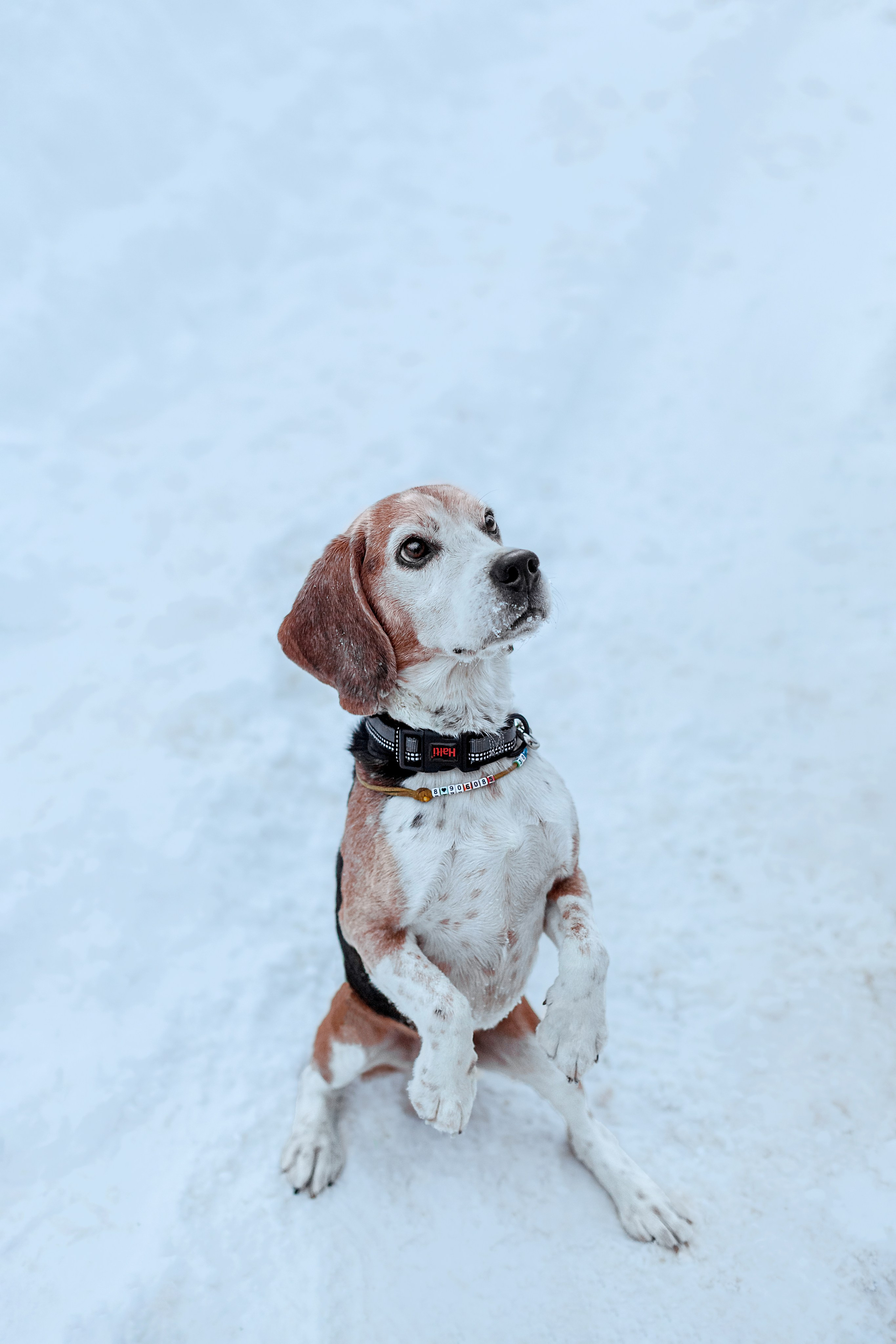 Дом для Биглей 2023. Фотограф-анималист Татьяна Степанова