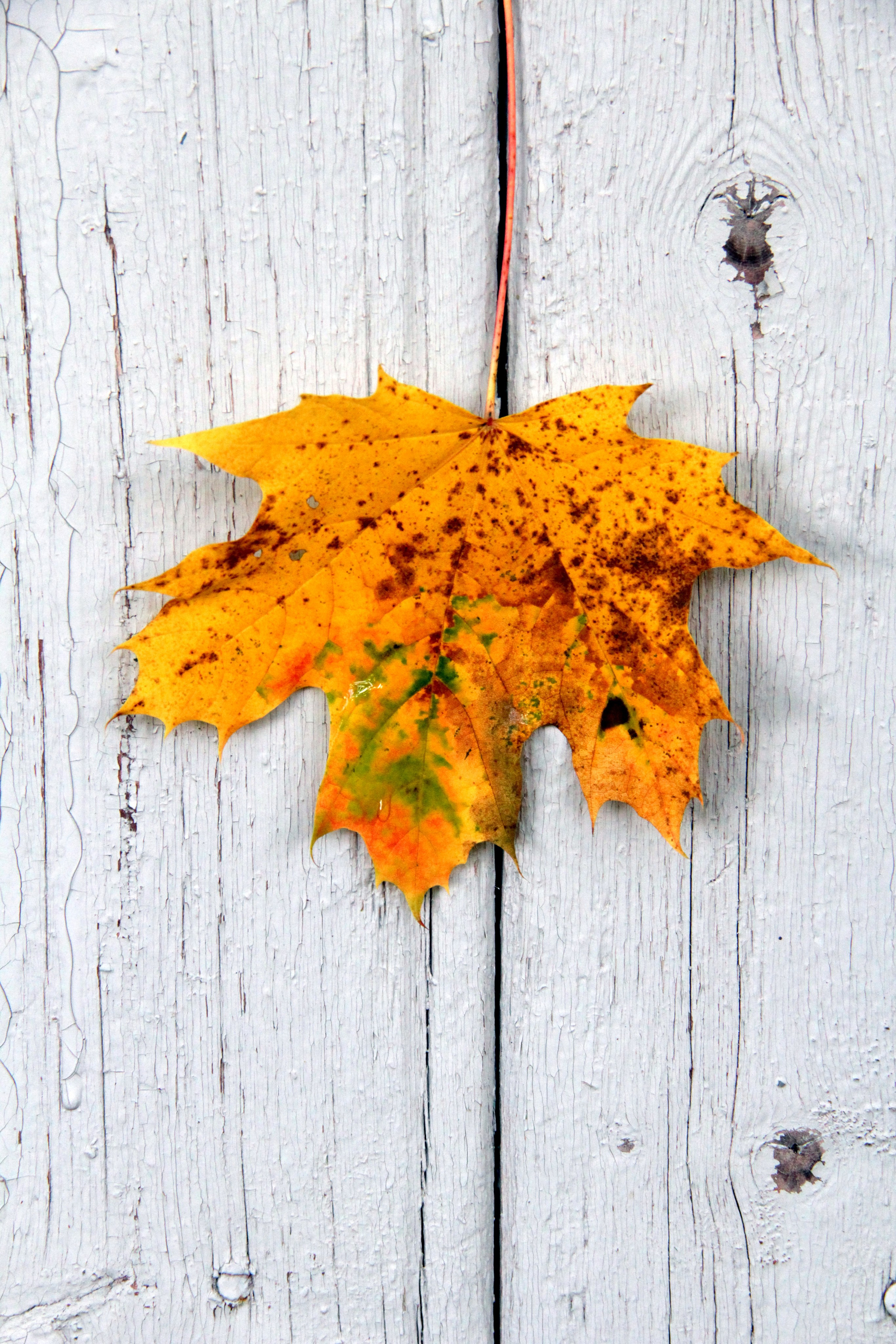 Природа. Растения. Фотограф в Санкт-Петербурге Александр Костюнин