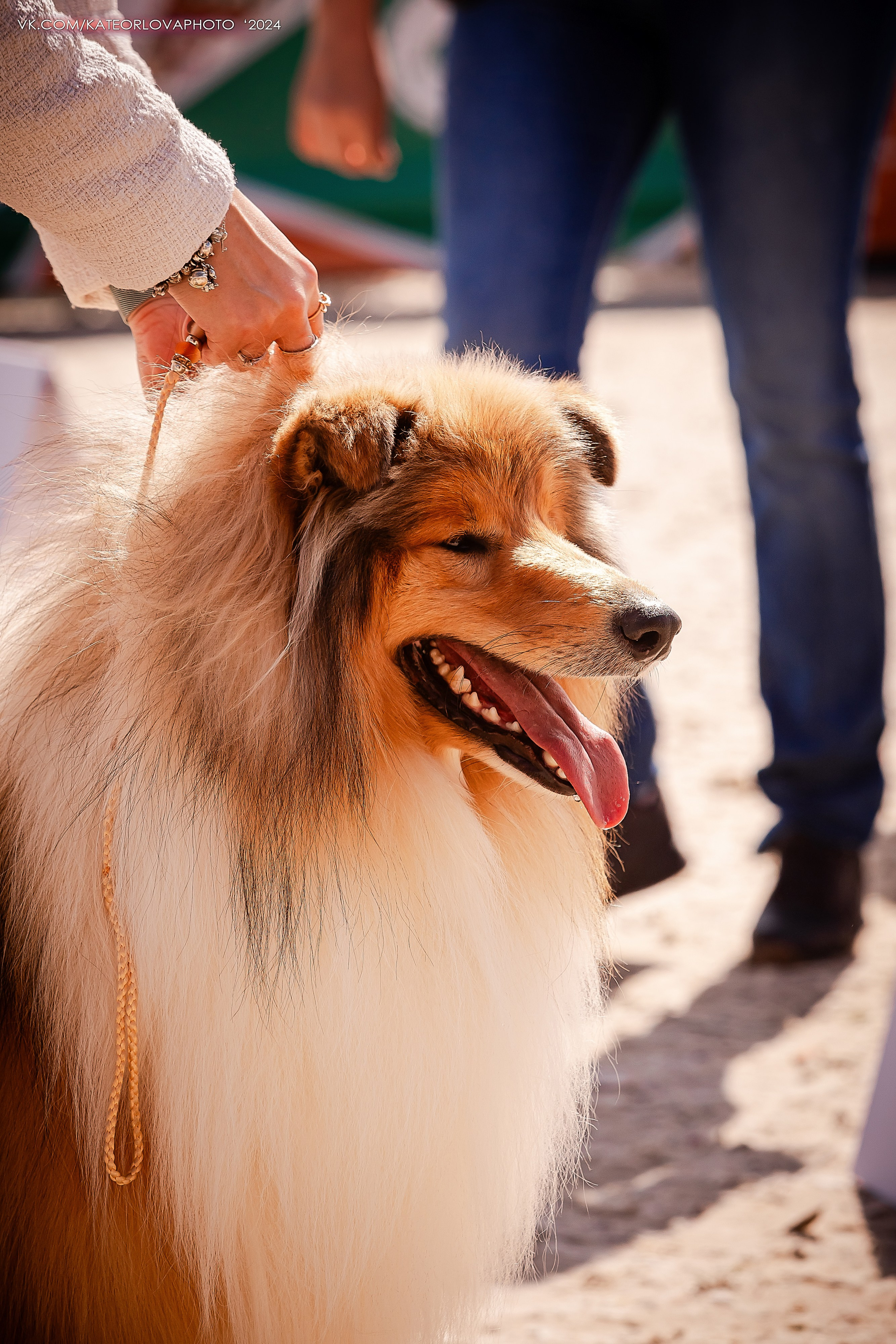 Фотосъемка собак, щенков, на выставках, фотограф анималист Россия воронеж. Питомник собак Акита, Хаски, Корги