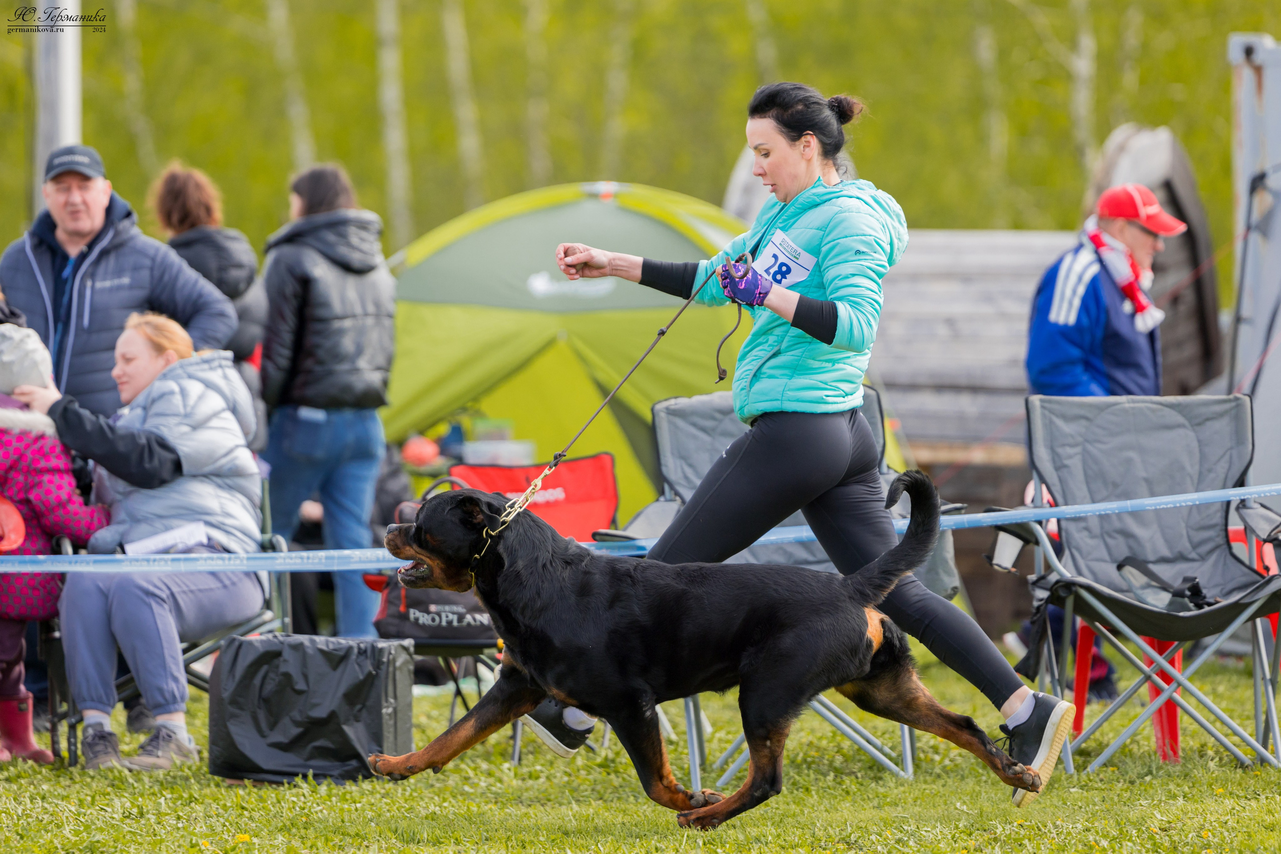 Нижний Новгород 11-12.05.2024 моно ротвейлеров. Фотограф-анималист Юлия Германика