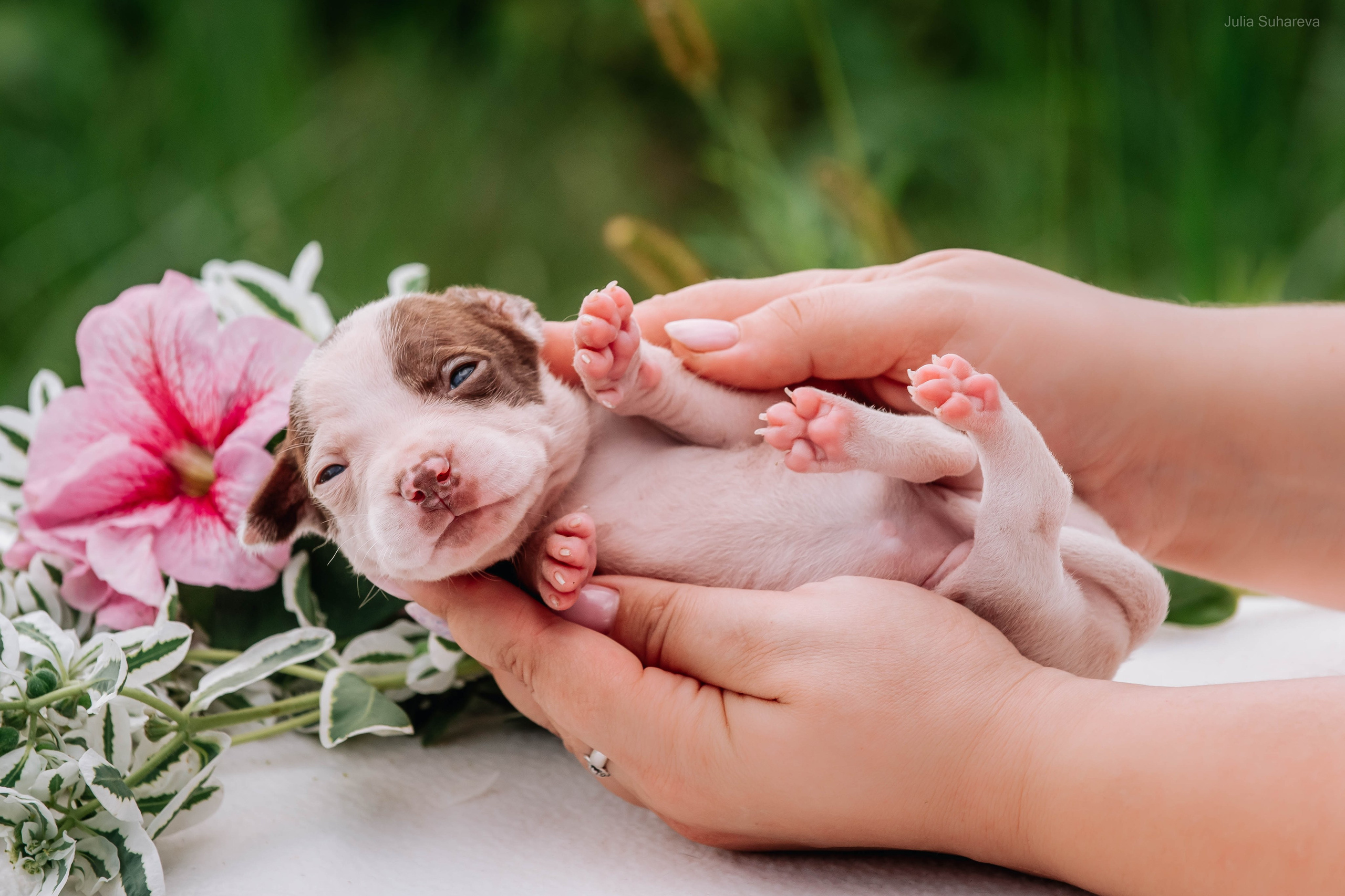 Щенки 2 недели. Главная