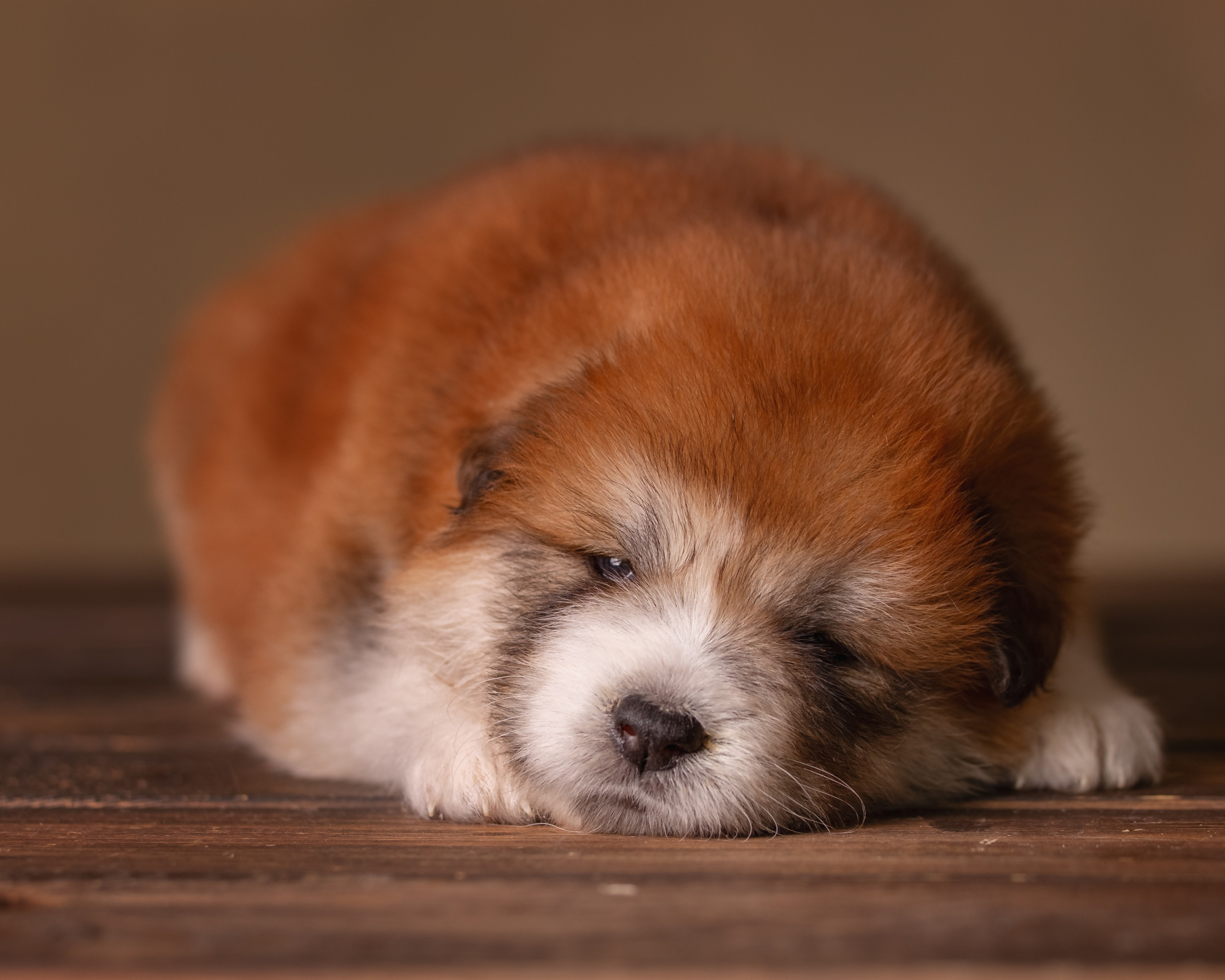 Мальчик с длинной шерстью, 90 тыс. руб. Алена Попова — фотограф в Хабаровске