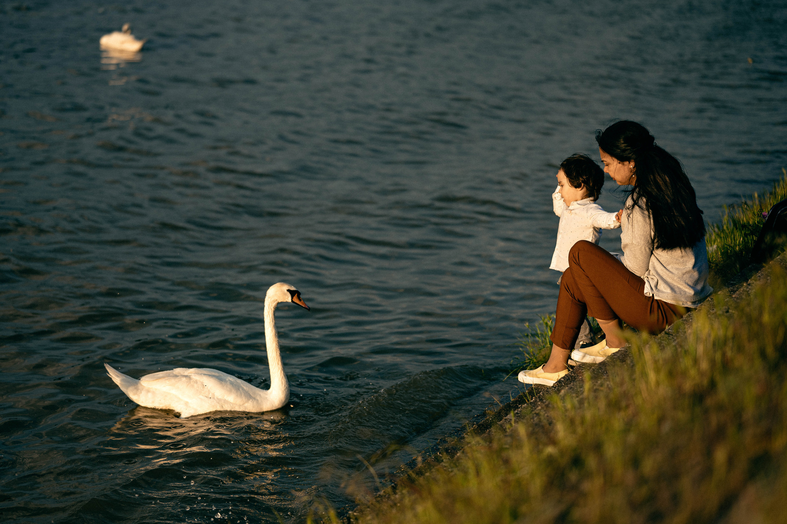 ЛЕБЕДИ НА ДУНАЕ. Фотограф в Белграде Чугреева Елена