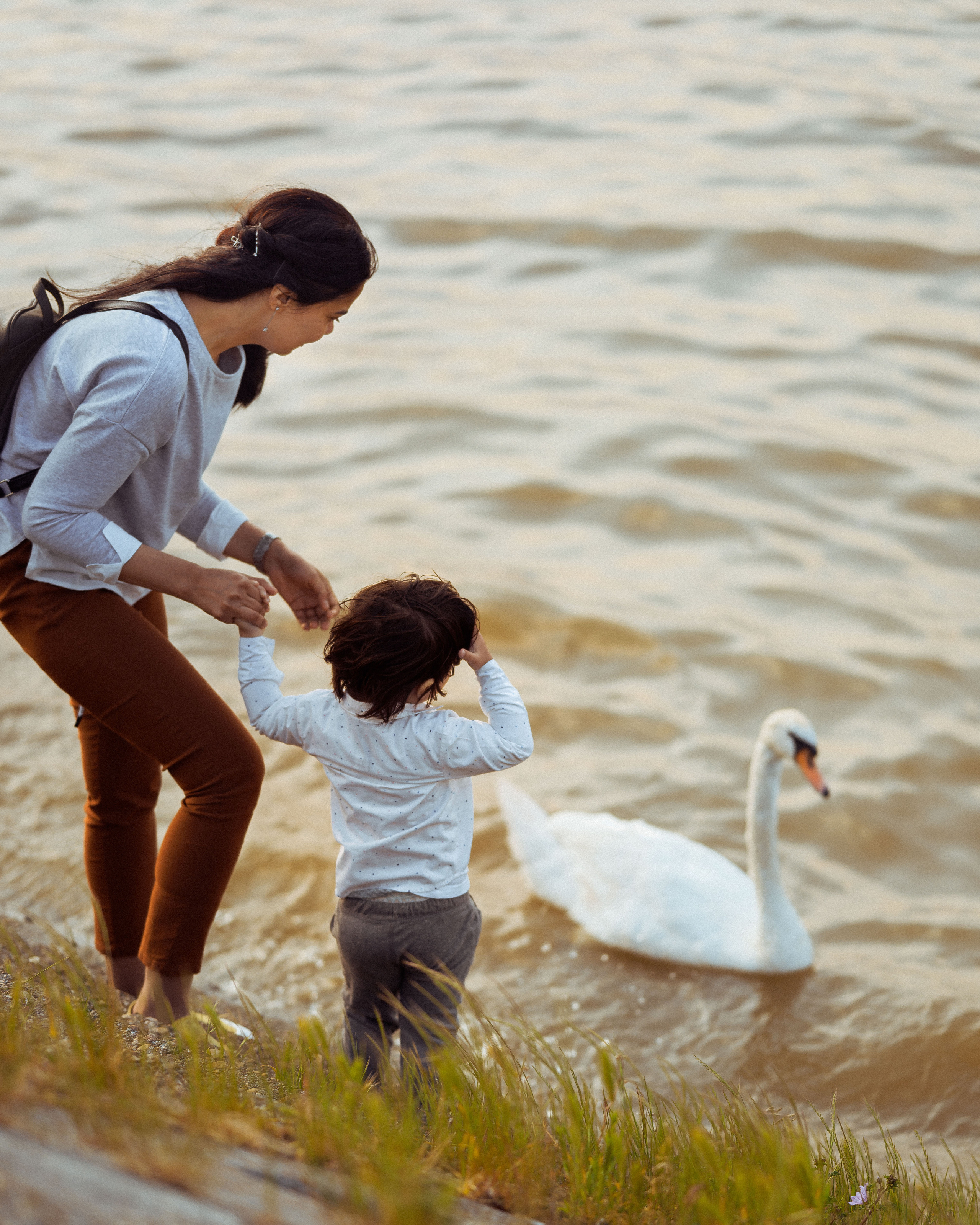 ЛЕБЕДИ НА ДУНАЕ. Фотограф в Белграде Чугреева Елена