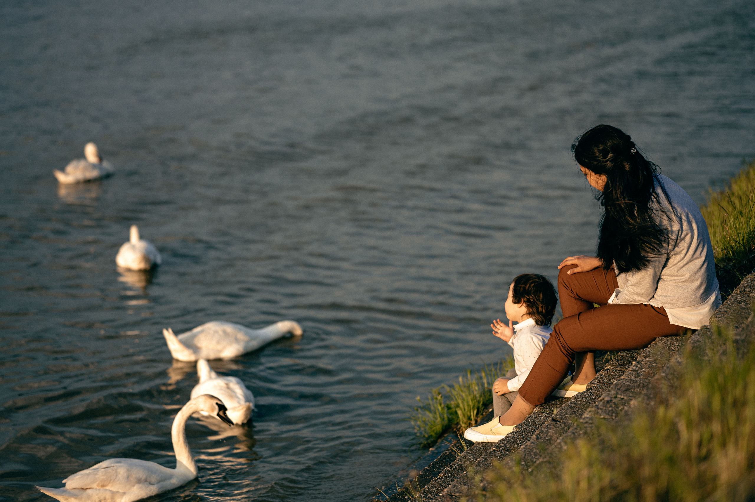 ЛЕБЕДИ НА ДУНАЕ. Фотограф в Белграде Чугреева Елена