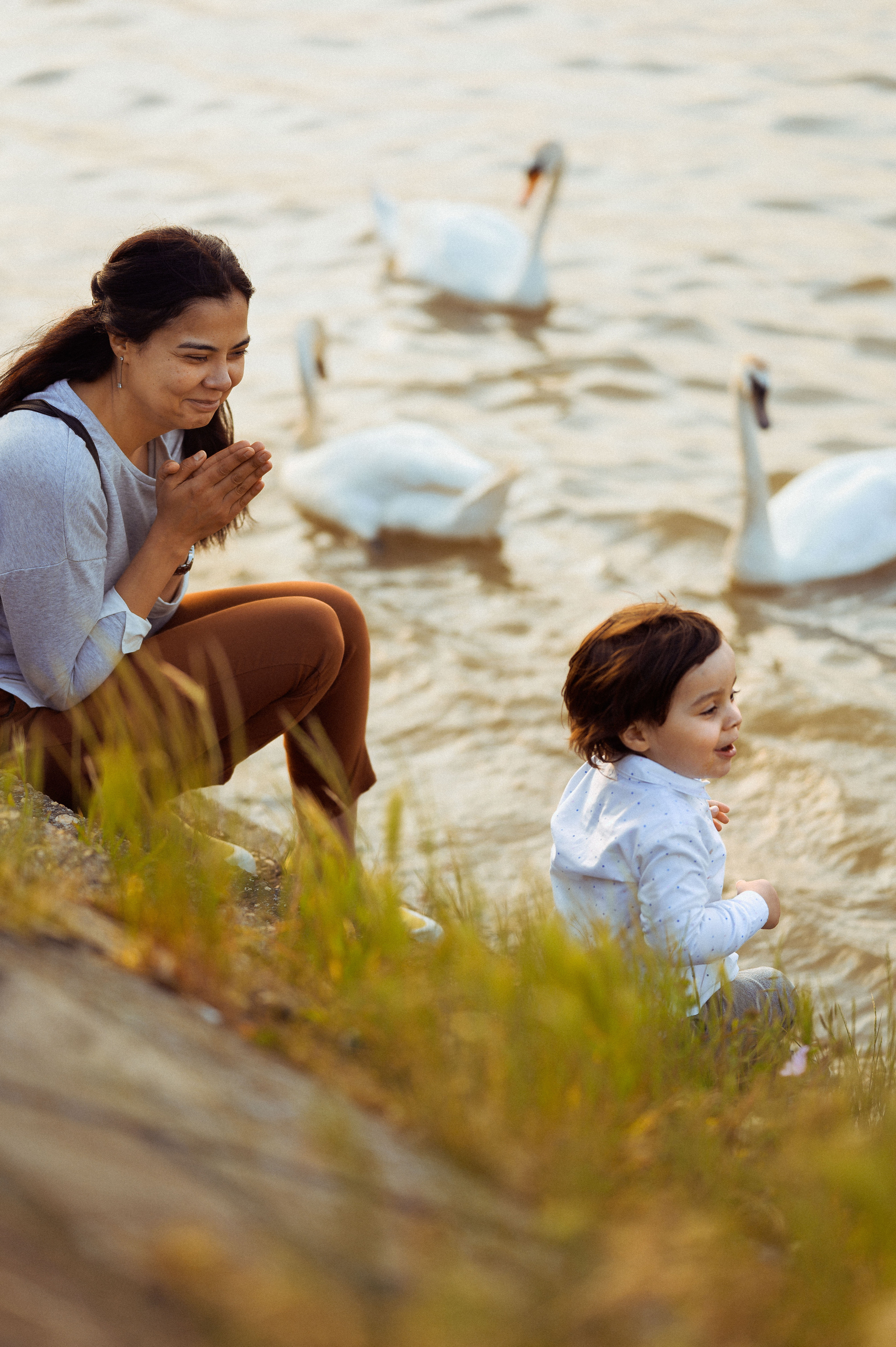 ЛЕБЕДИ НА ДУНАЕ. Фотограф в Белграде Чугреева Елена
