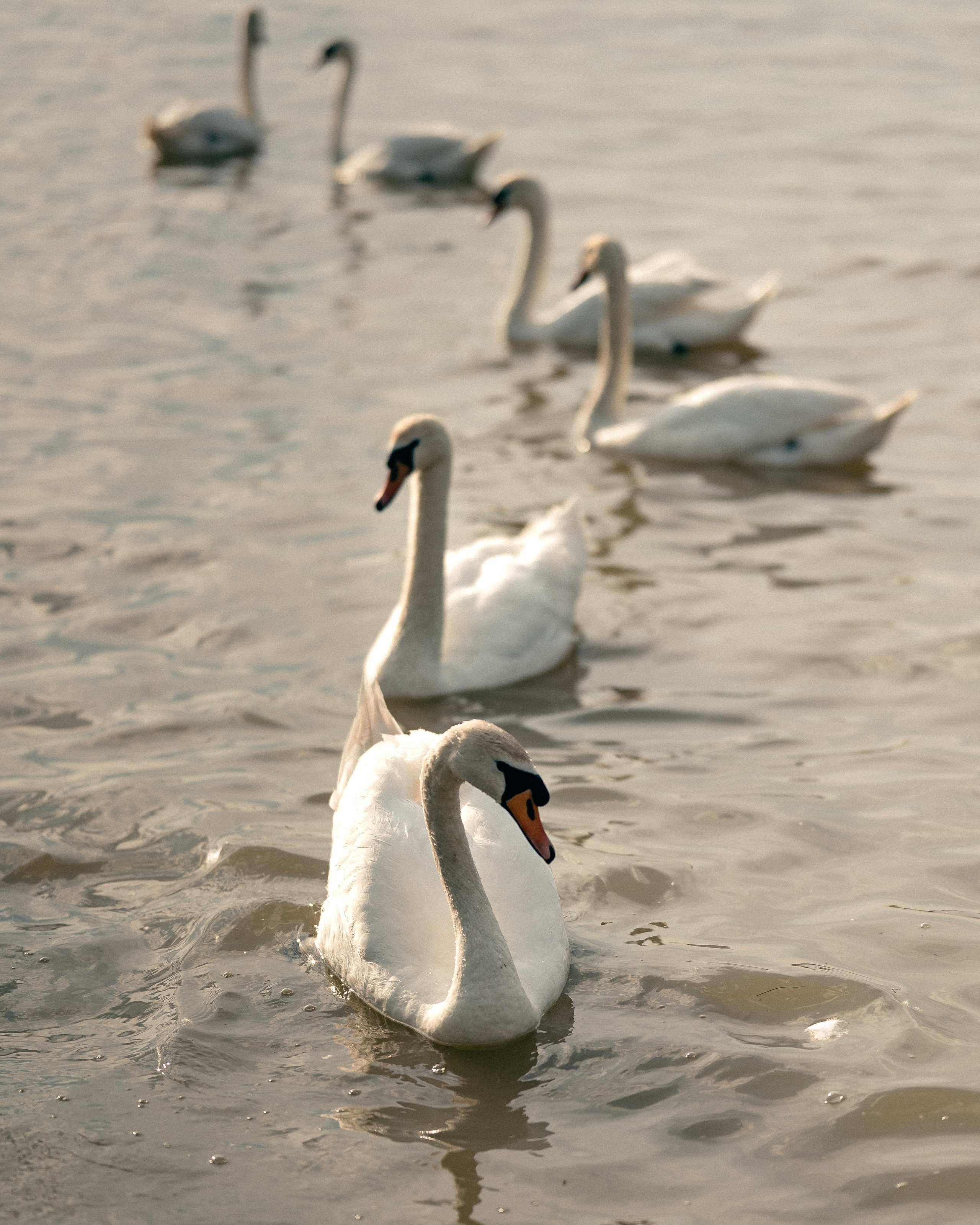 ЛЕБЕДИ НА ДУНАЕ. Фотограф в Белграде Чугреева Елена