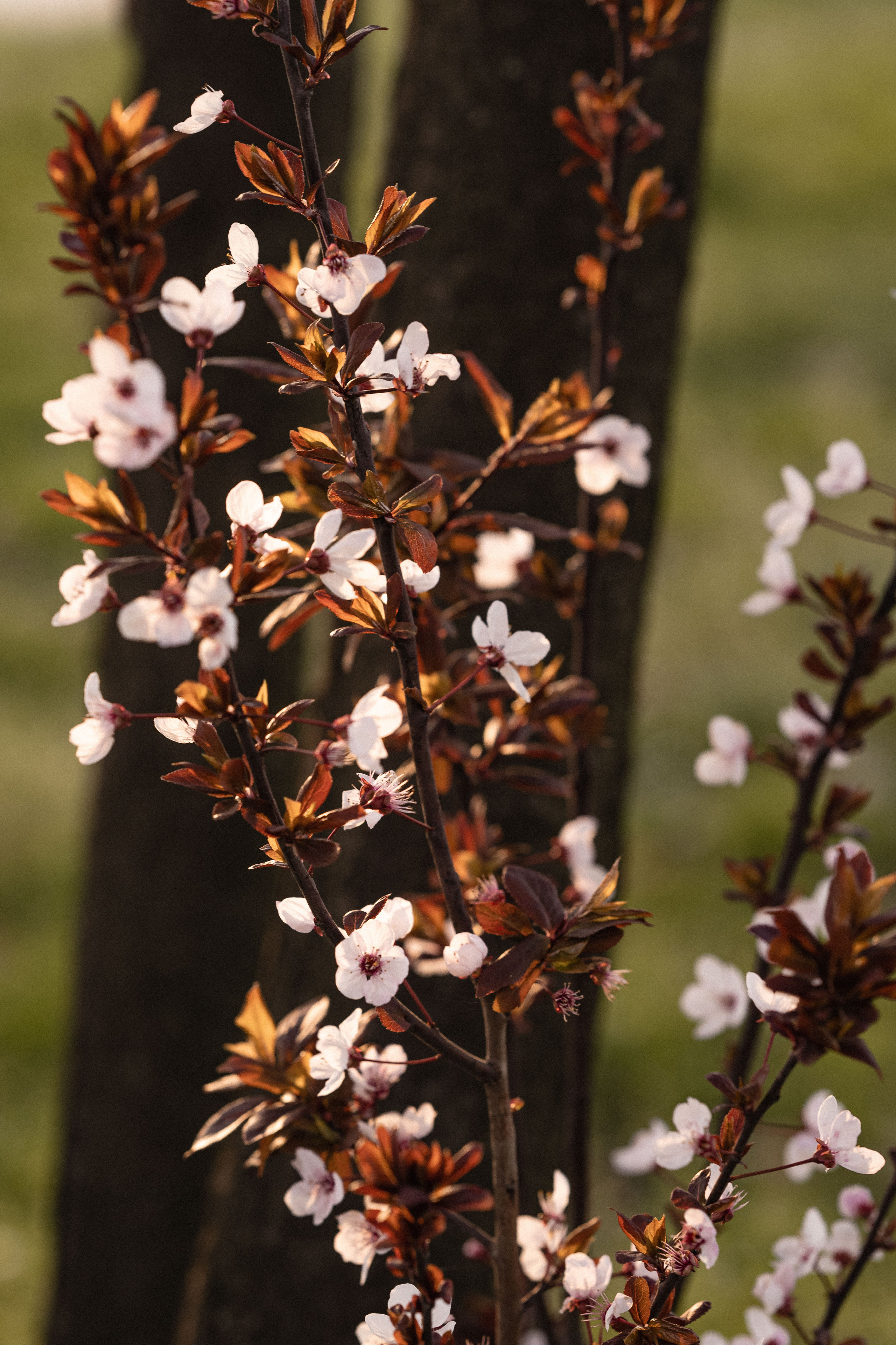 Семейная съемка в Белграде. Фотограф в Белграде Чугреева Елена