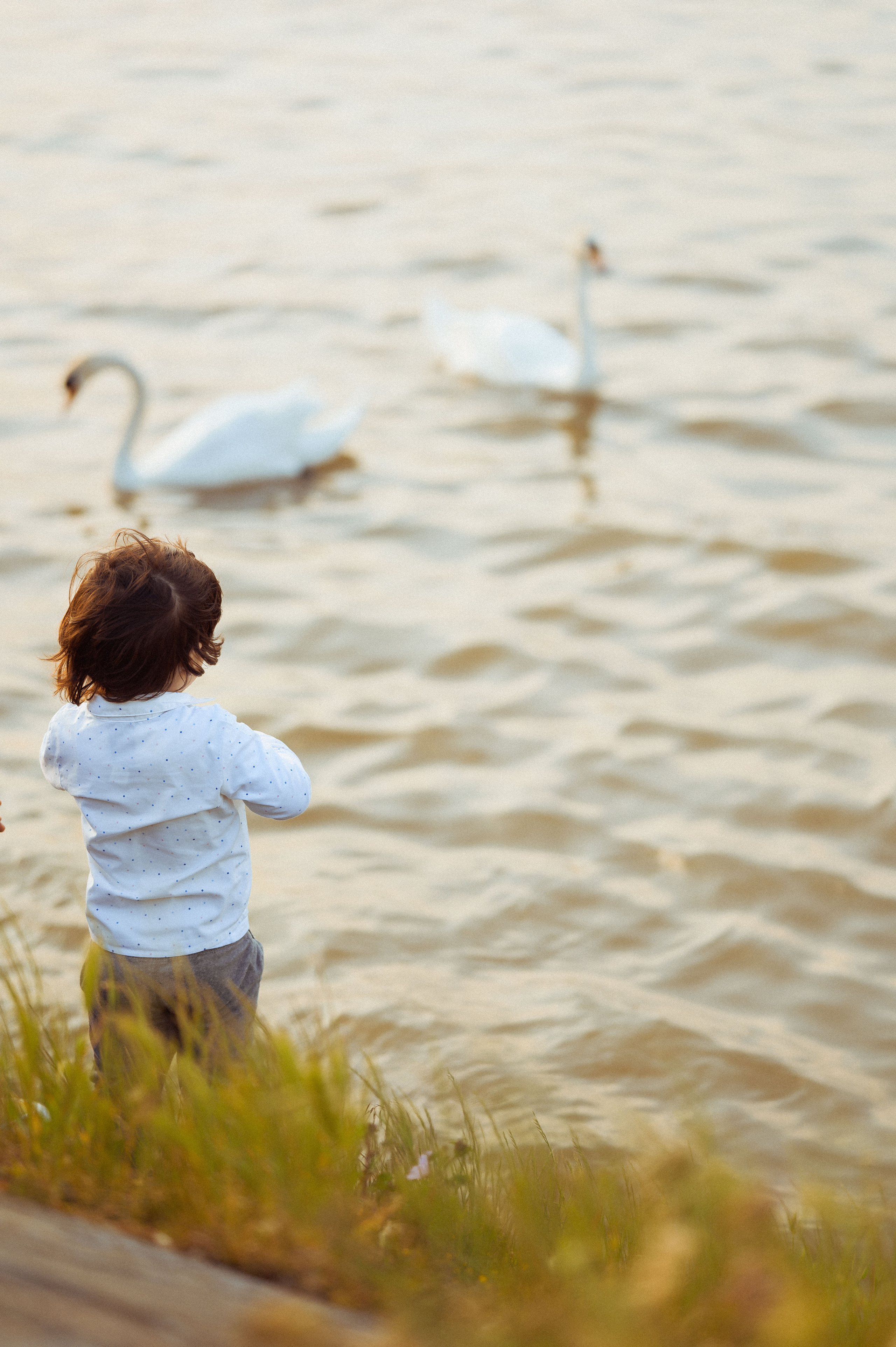 ЛЕБЕДИ НА ДУНАЕ. Фотограф в Белграде Чугреева Елена