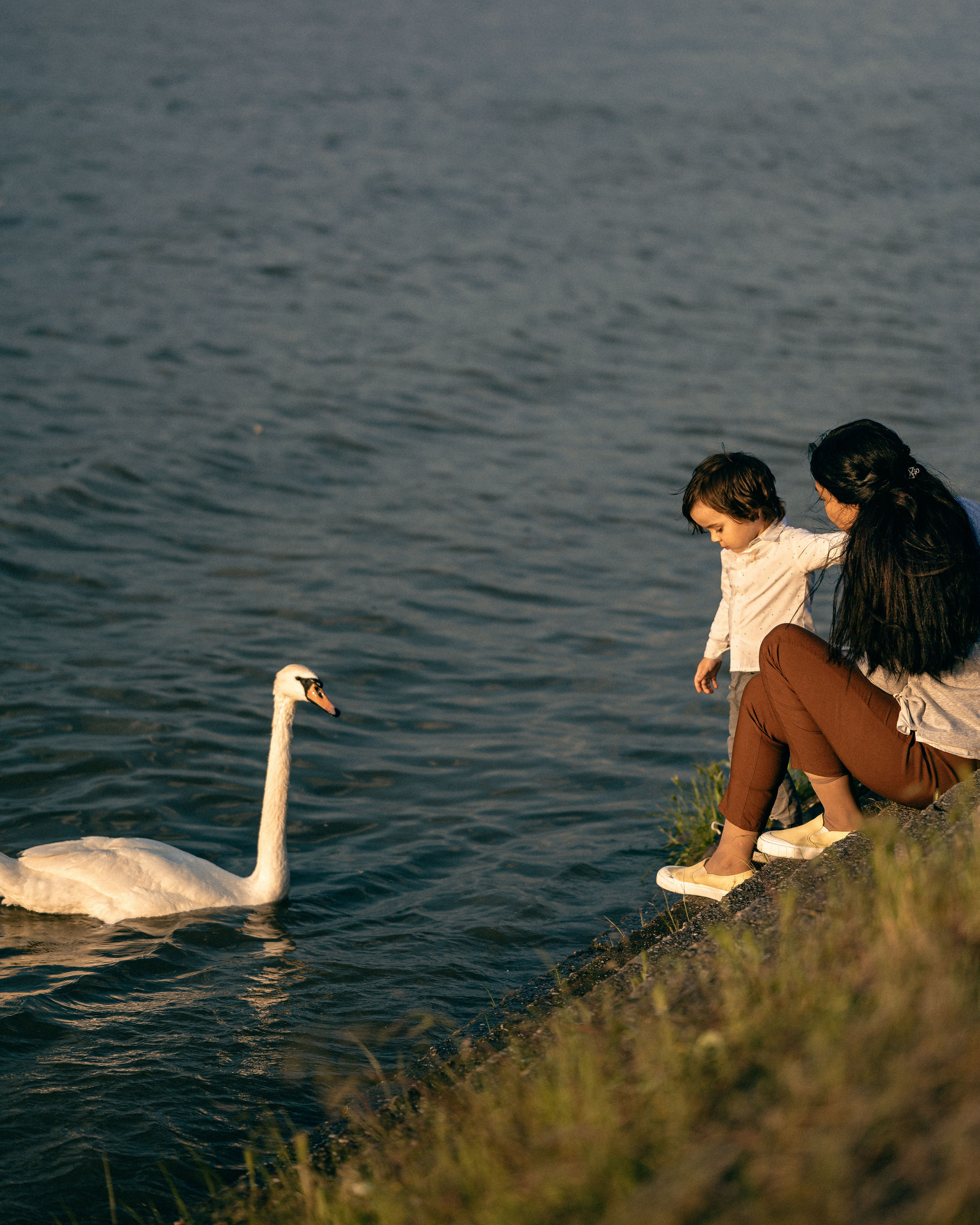 ЛЕБЕДИ НА ДУНАЕ. Фотограф в Белграде Чугреева Елена