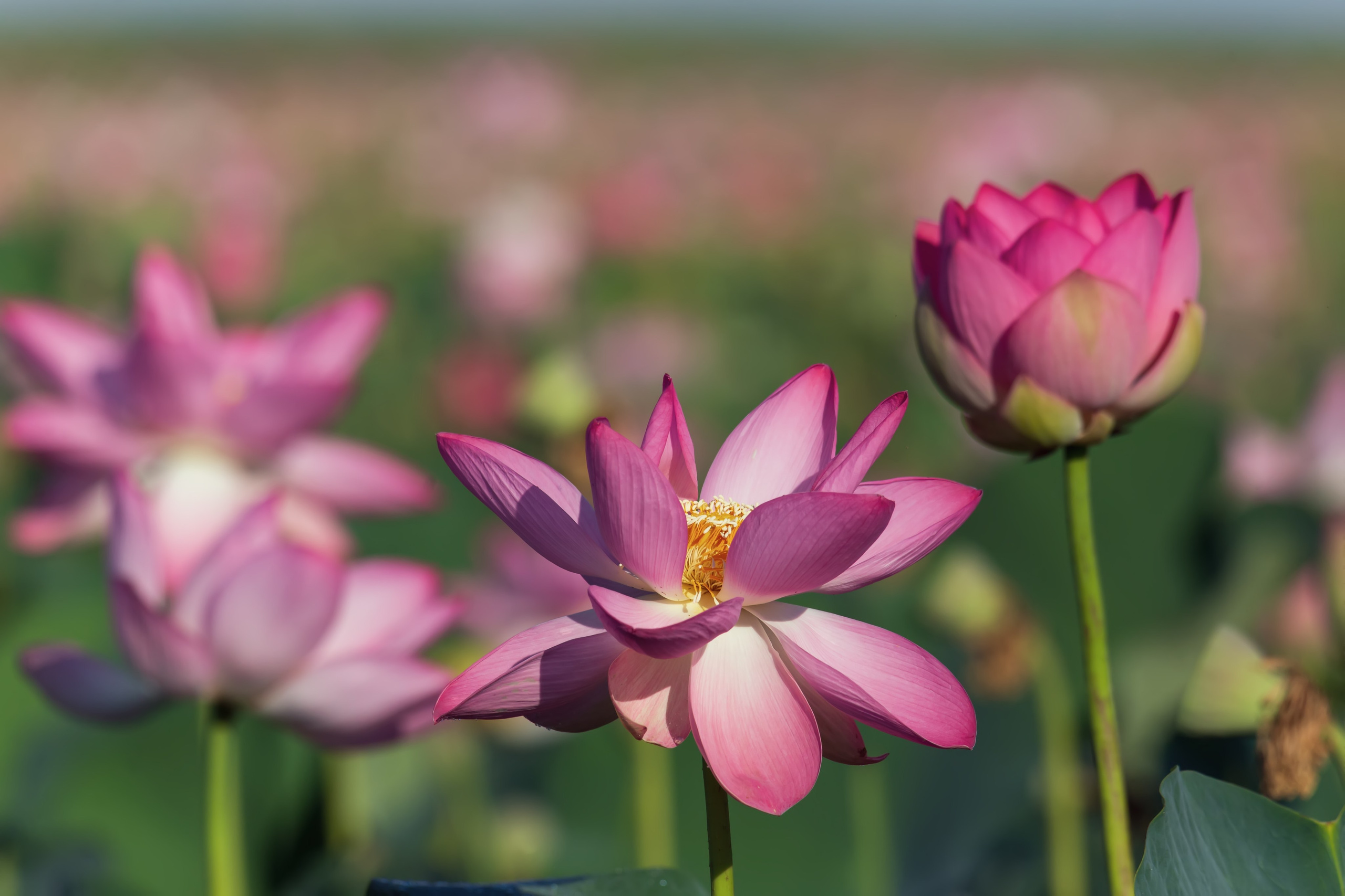 Пейзажный фотограф и фотограф-анималист