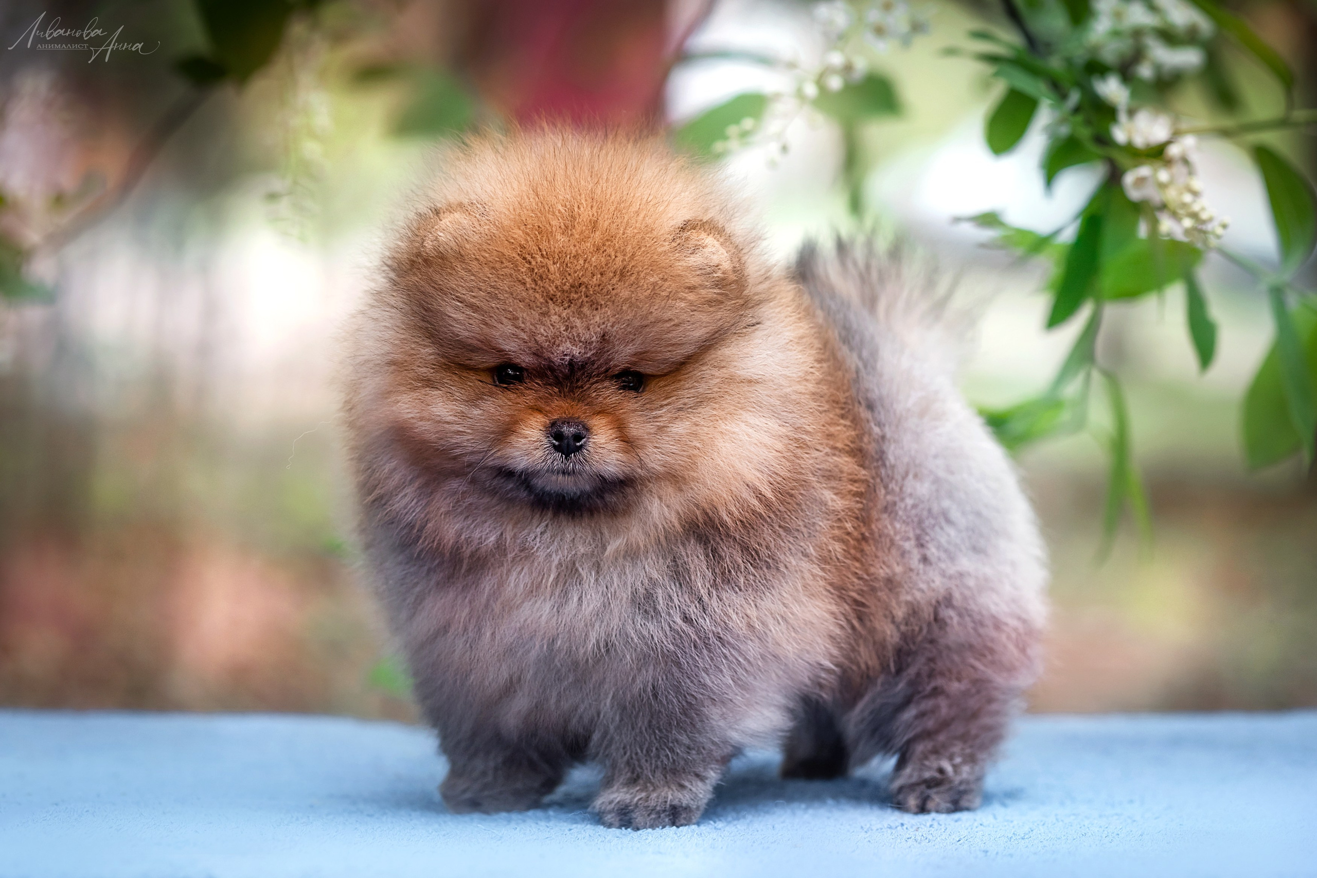 Шпицы. Фотограф анималист Аня Ливанова | Рыбинск