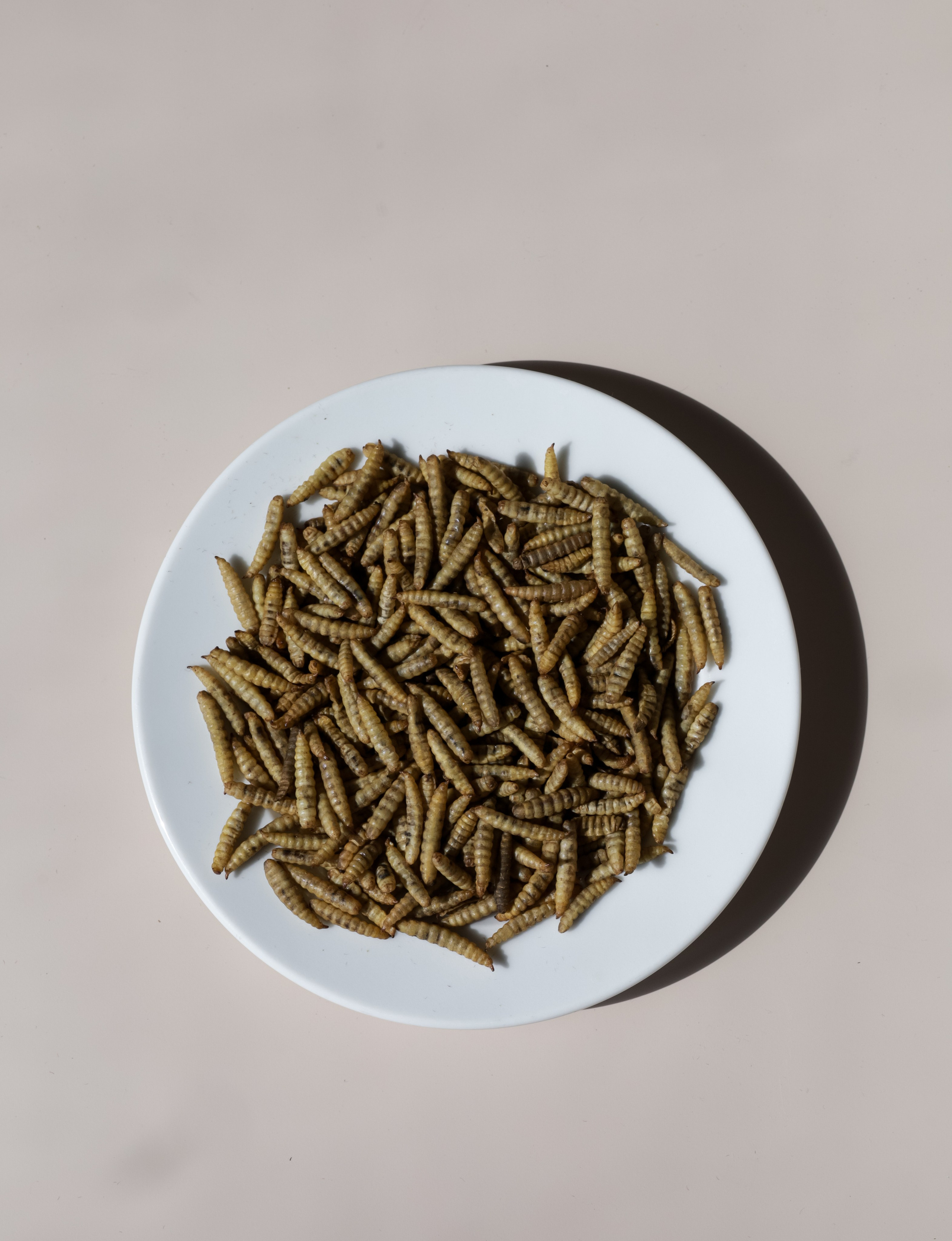 Корм для животных. Алёна Стерхова — Предметный и портретный фотограф. Ижевск