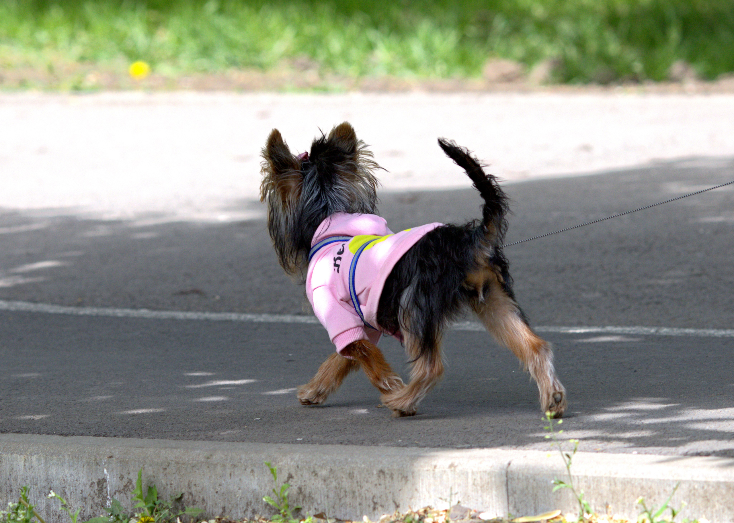 Домашние животные-Собаки. Фото-художник и Репортажный фотограф Николаев Александр Алексеевич