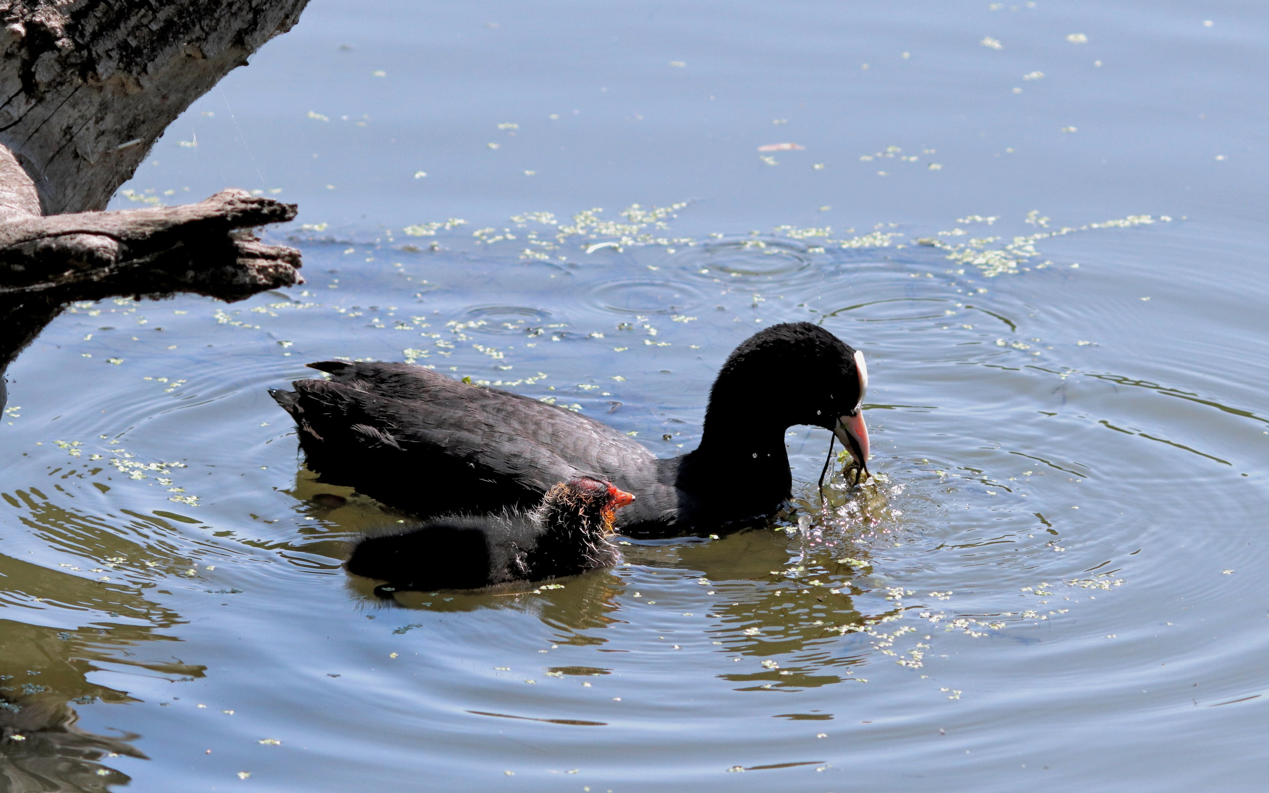 Птицы и животные южного региона. Фото-художник и Репортажный фотограф Николаев Александр Алексеевич