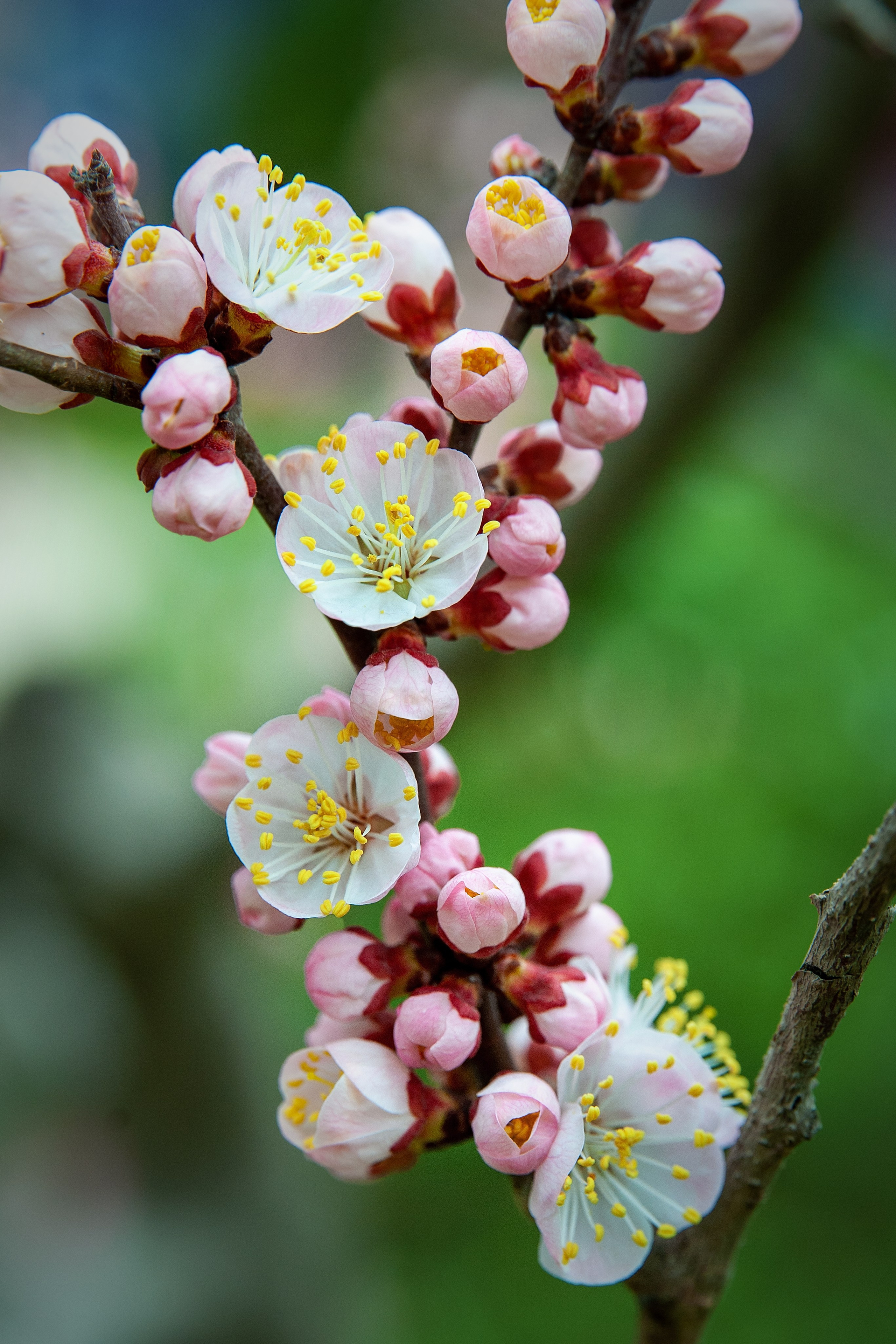 Весна. FotoGraf